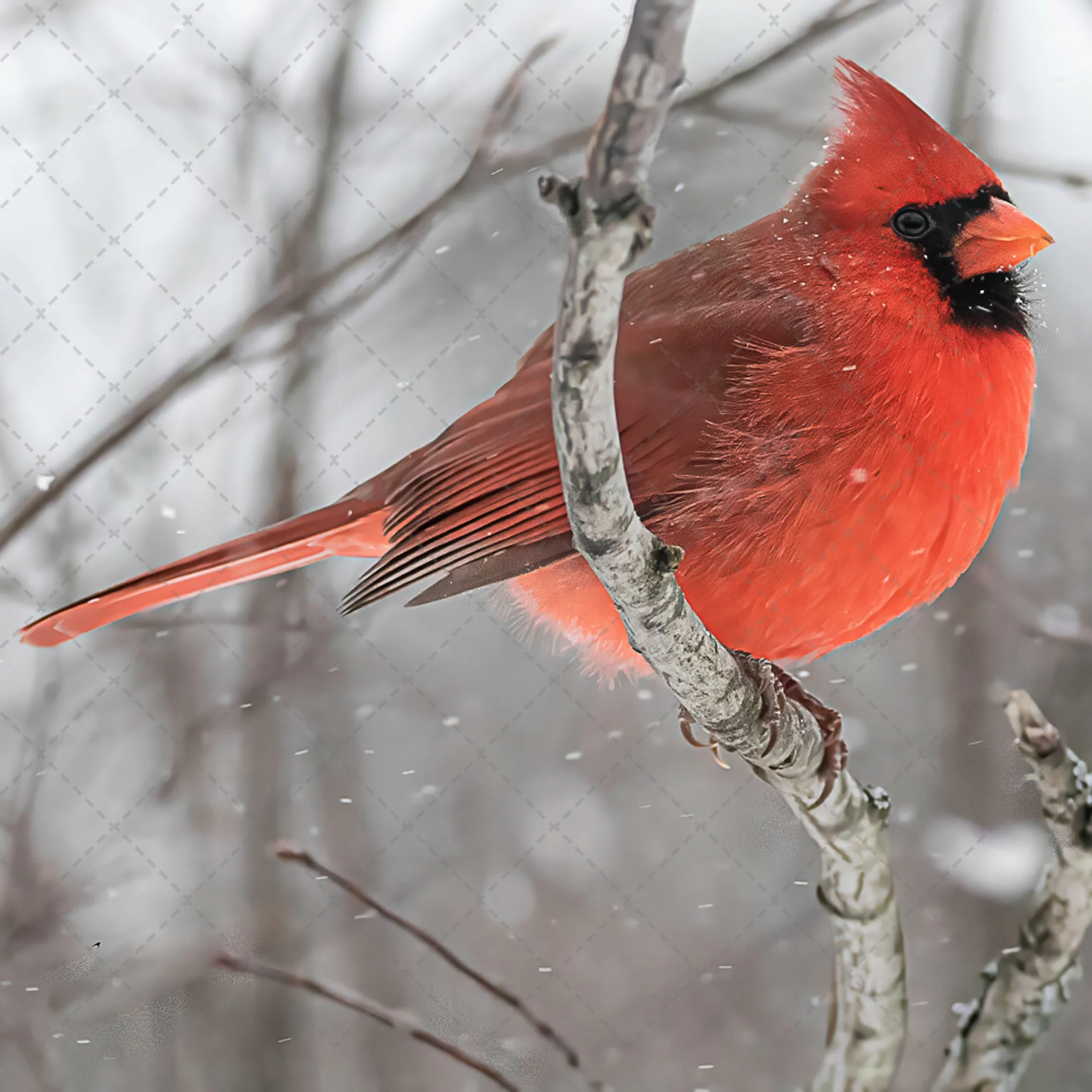 Cardinal~Winter.jpg