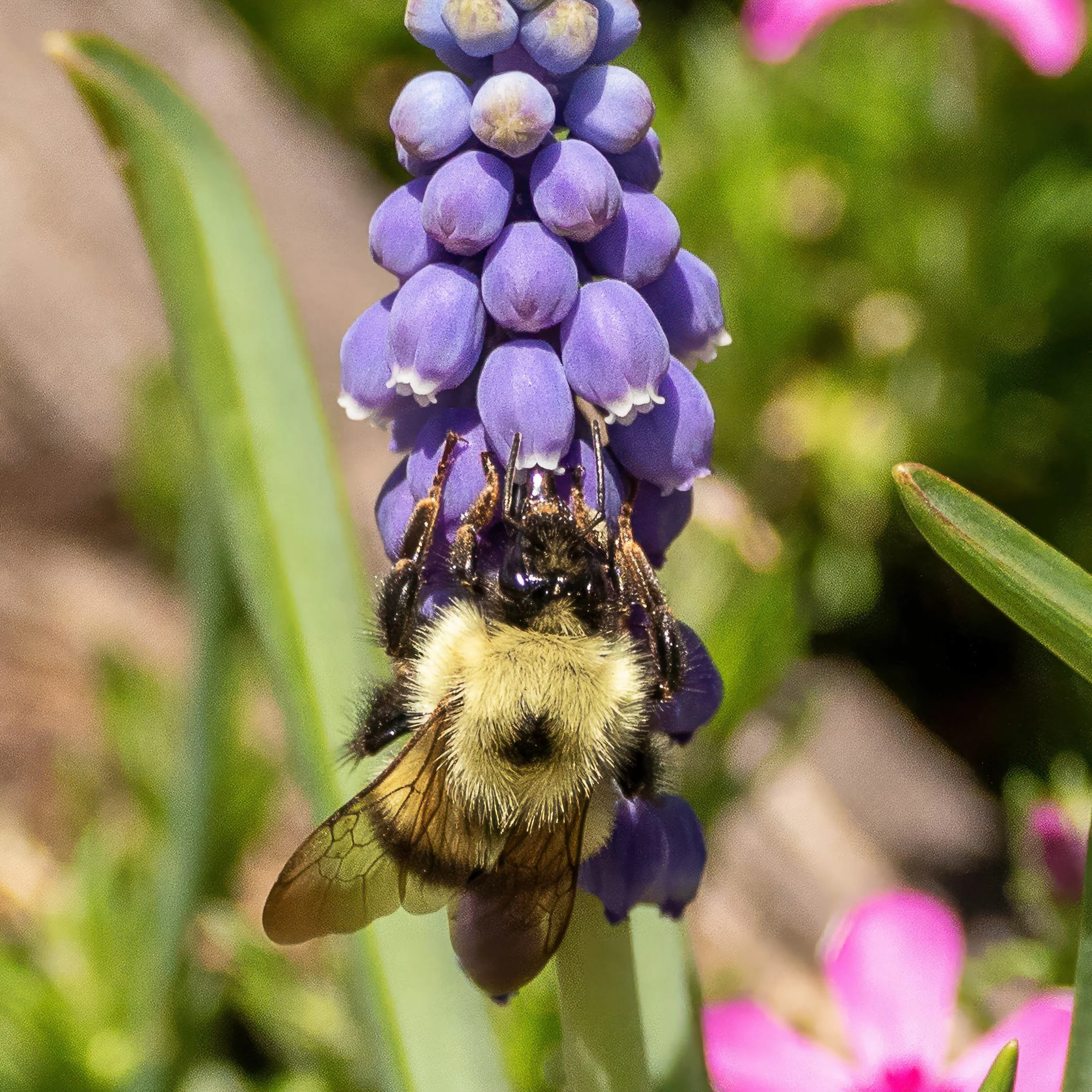A close-up of a bee on a purple flower, with green leaves and pink flowers blurred in the background.