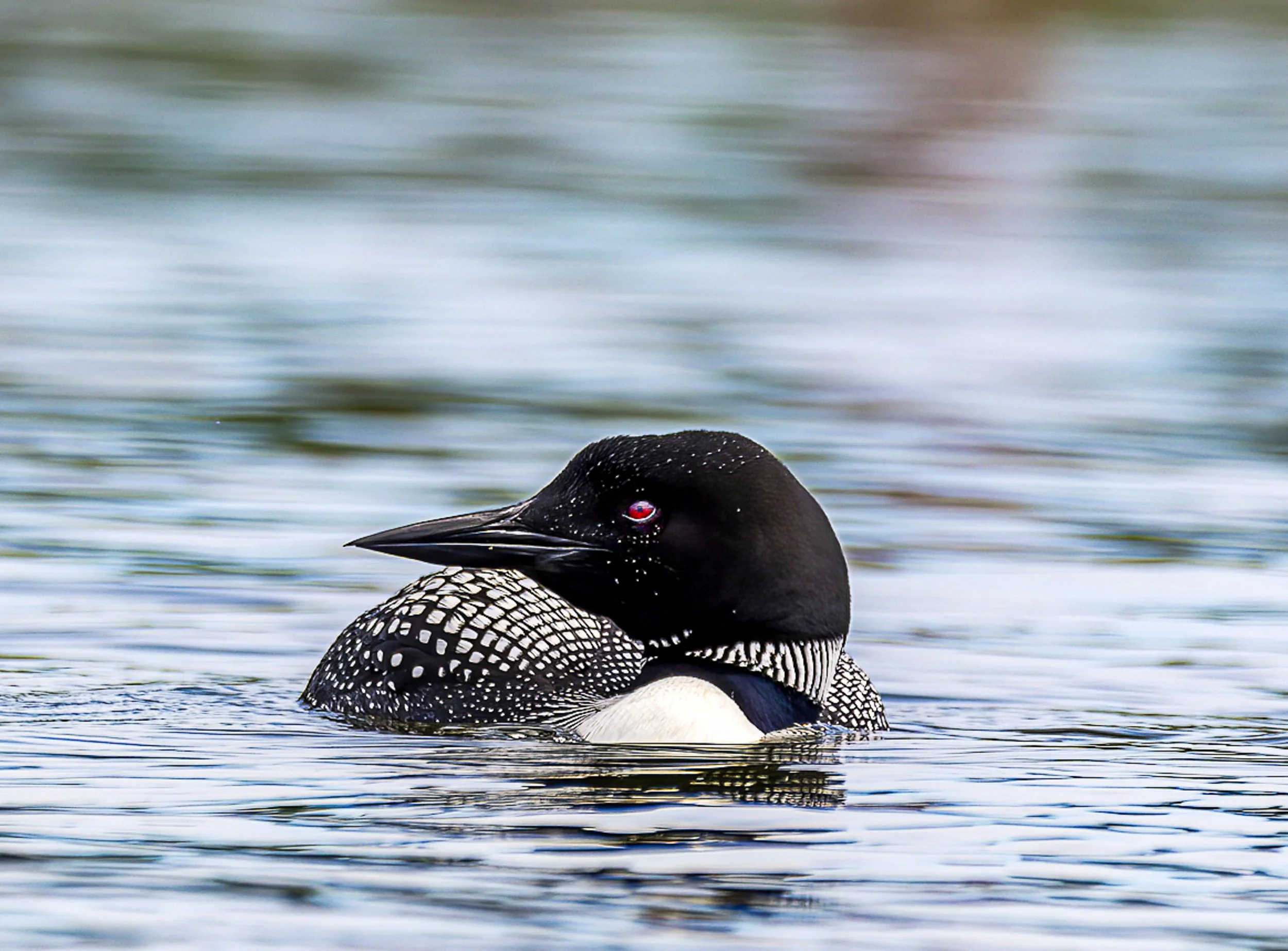 A close-up of a common loon swimming in water, showing its head, eye, and part of its body with black and white feather pattern.