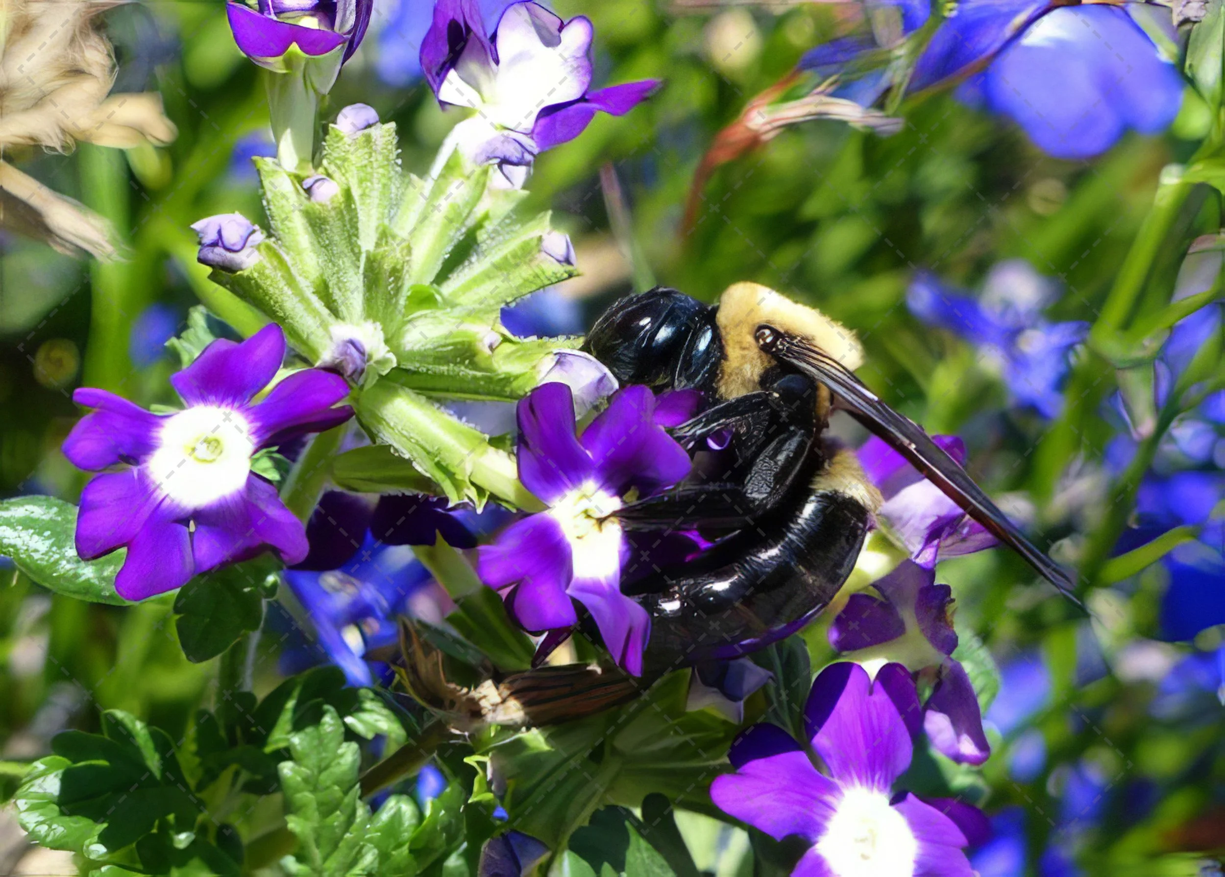 Bumble Bee & Blooms (1 of 1).jpg