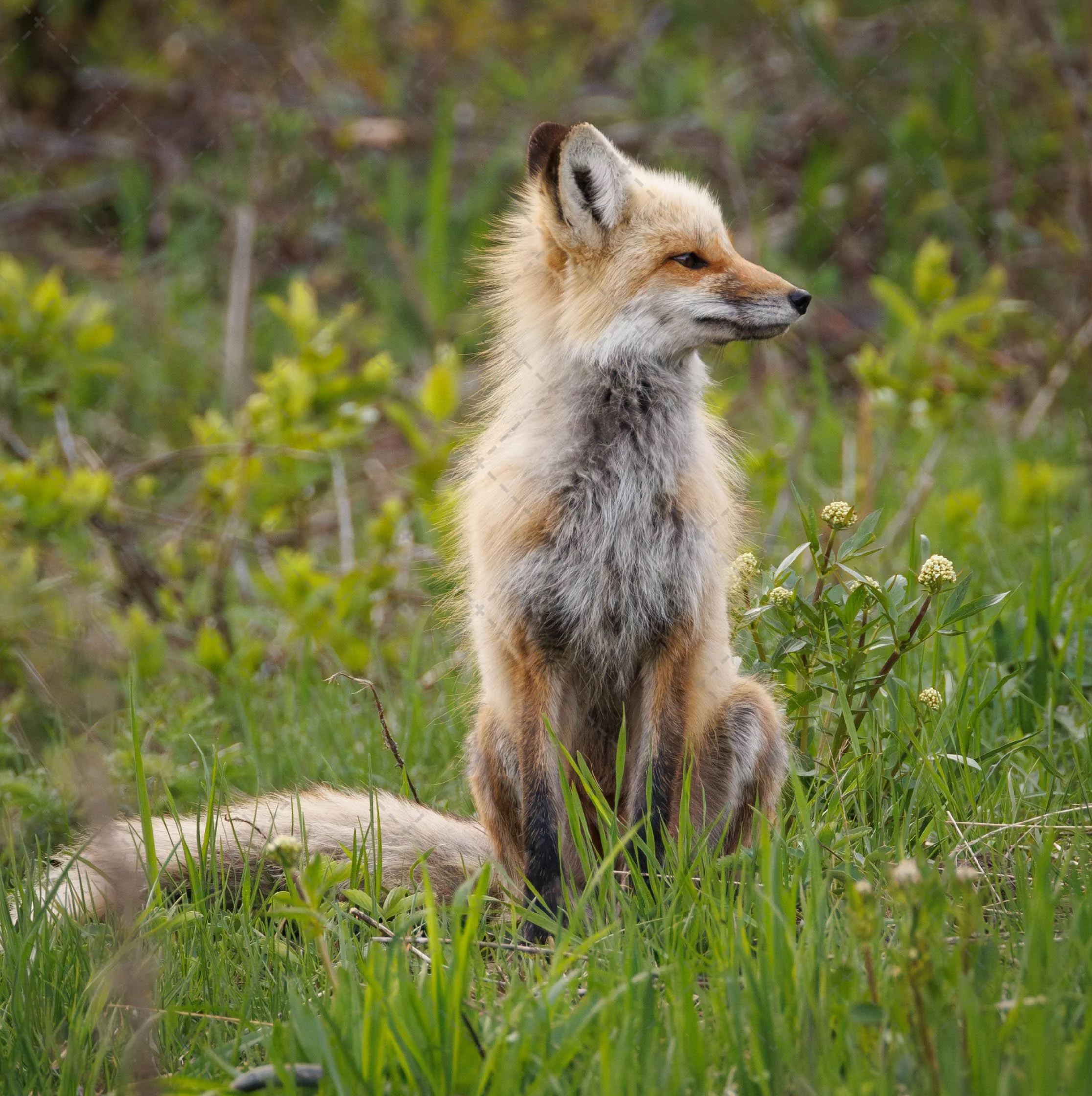 Cook City Momma Fox~ (1 of 1).jpg