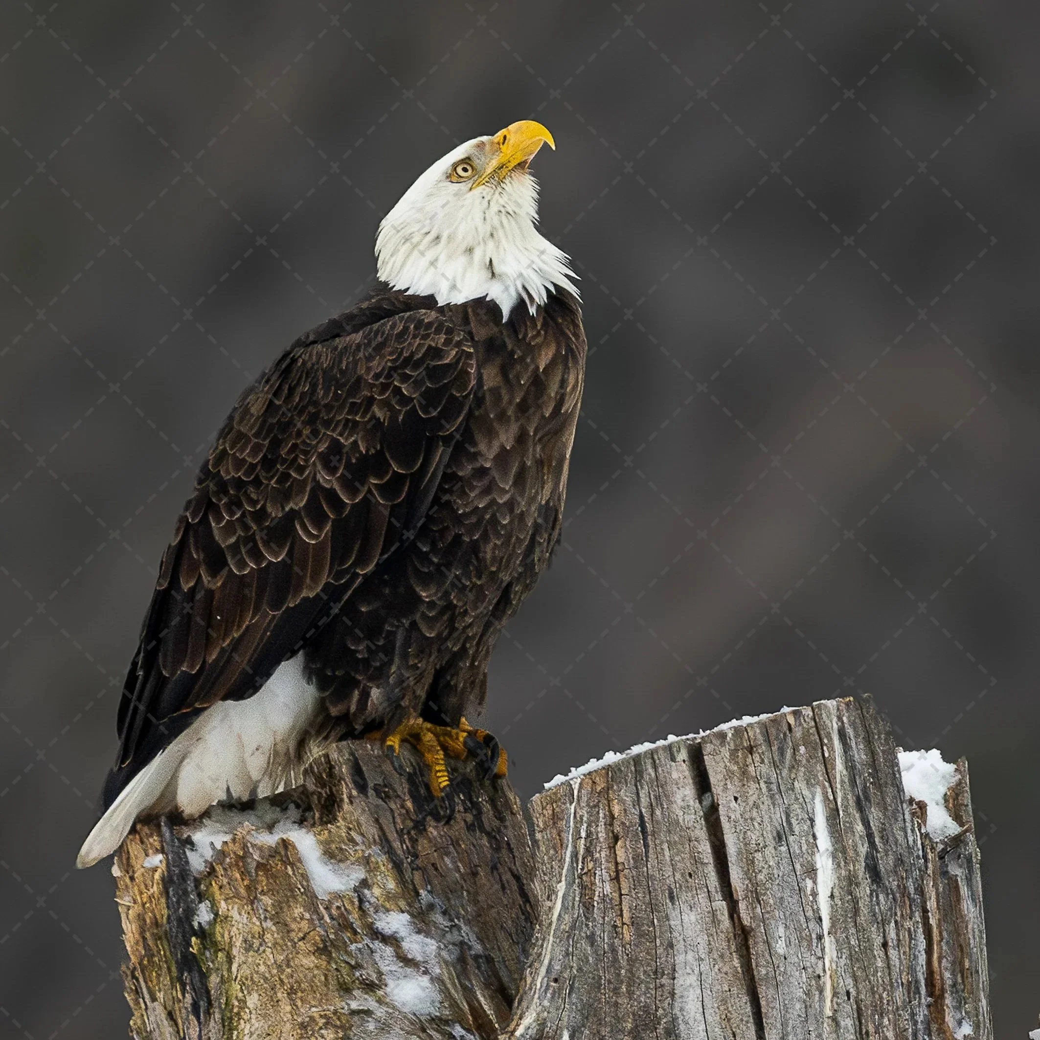 A close-up photograph of a bald eagle perched on a weathered tree stump, with a dark blurred background.