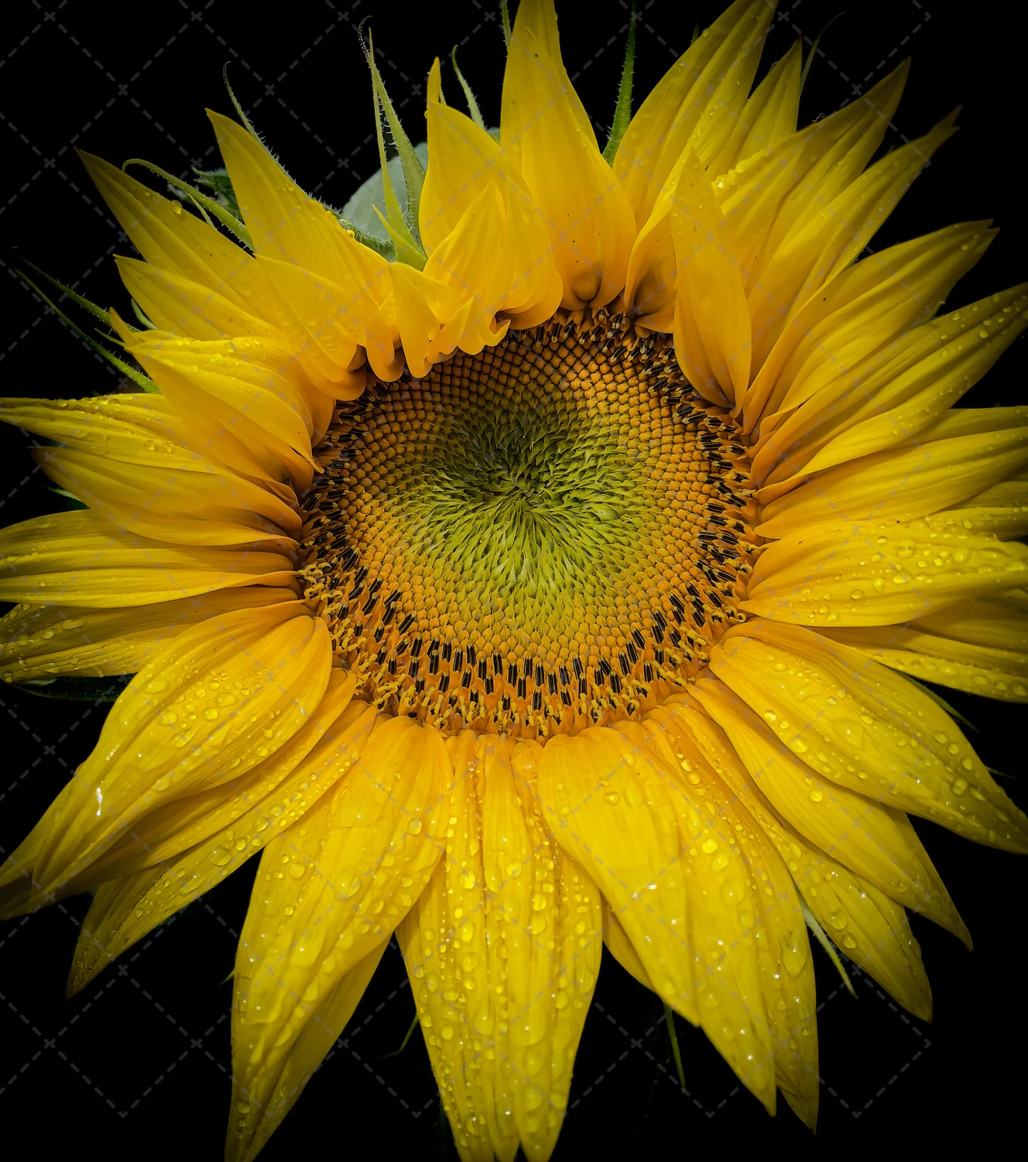 Sunflower~Black out-2.jpg
