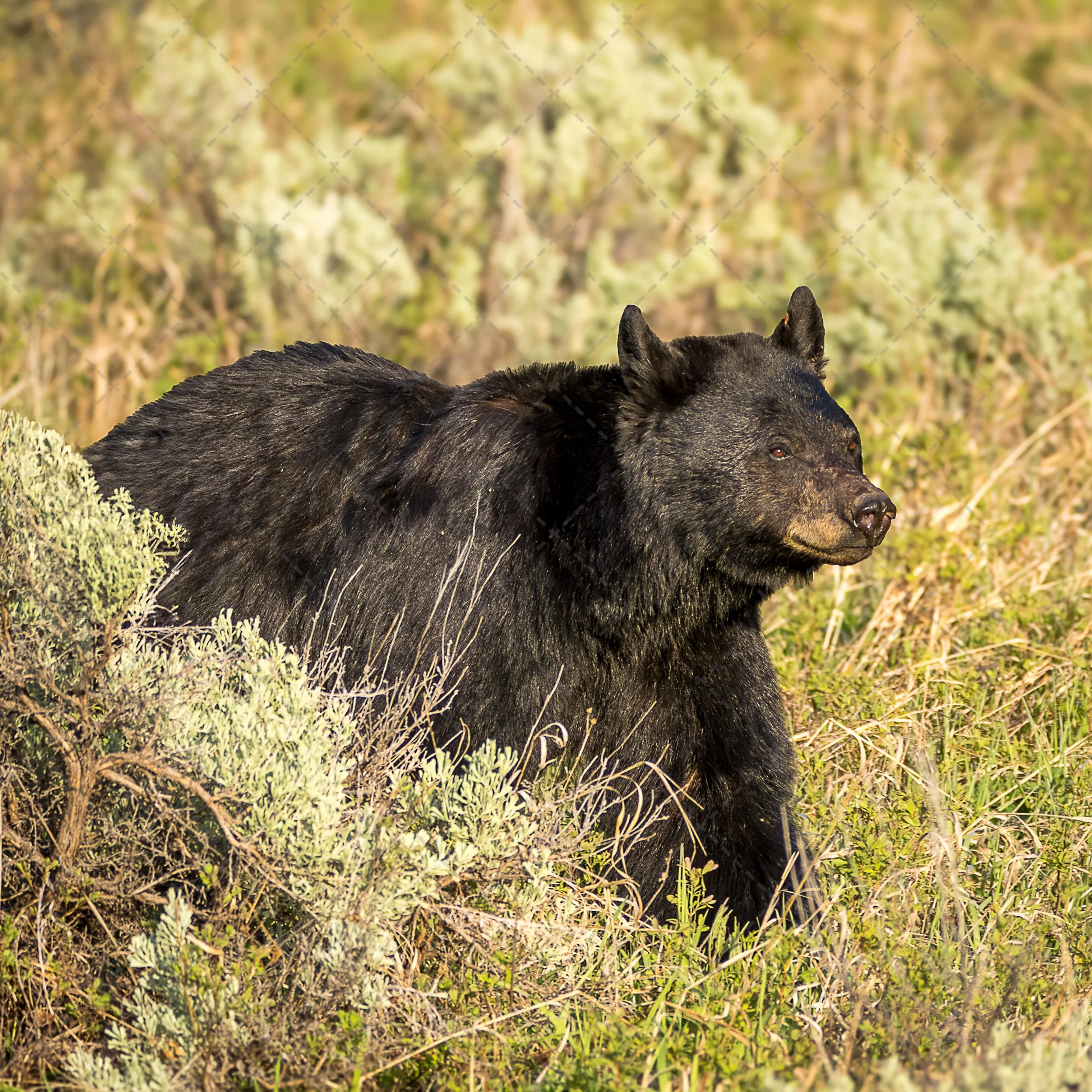 Black Bear~Golden Hour.jpg