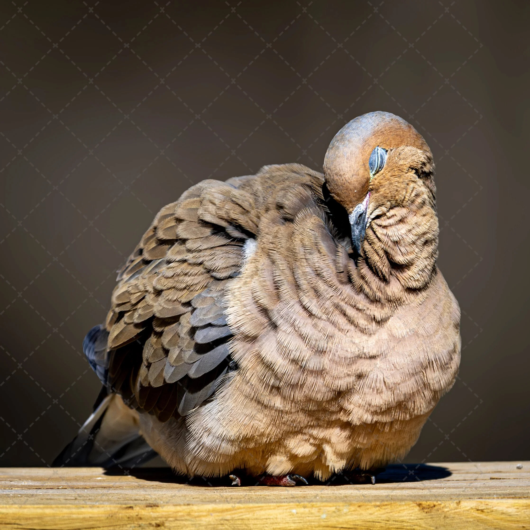 Dove love~Pretty girl.jpg