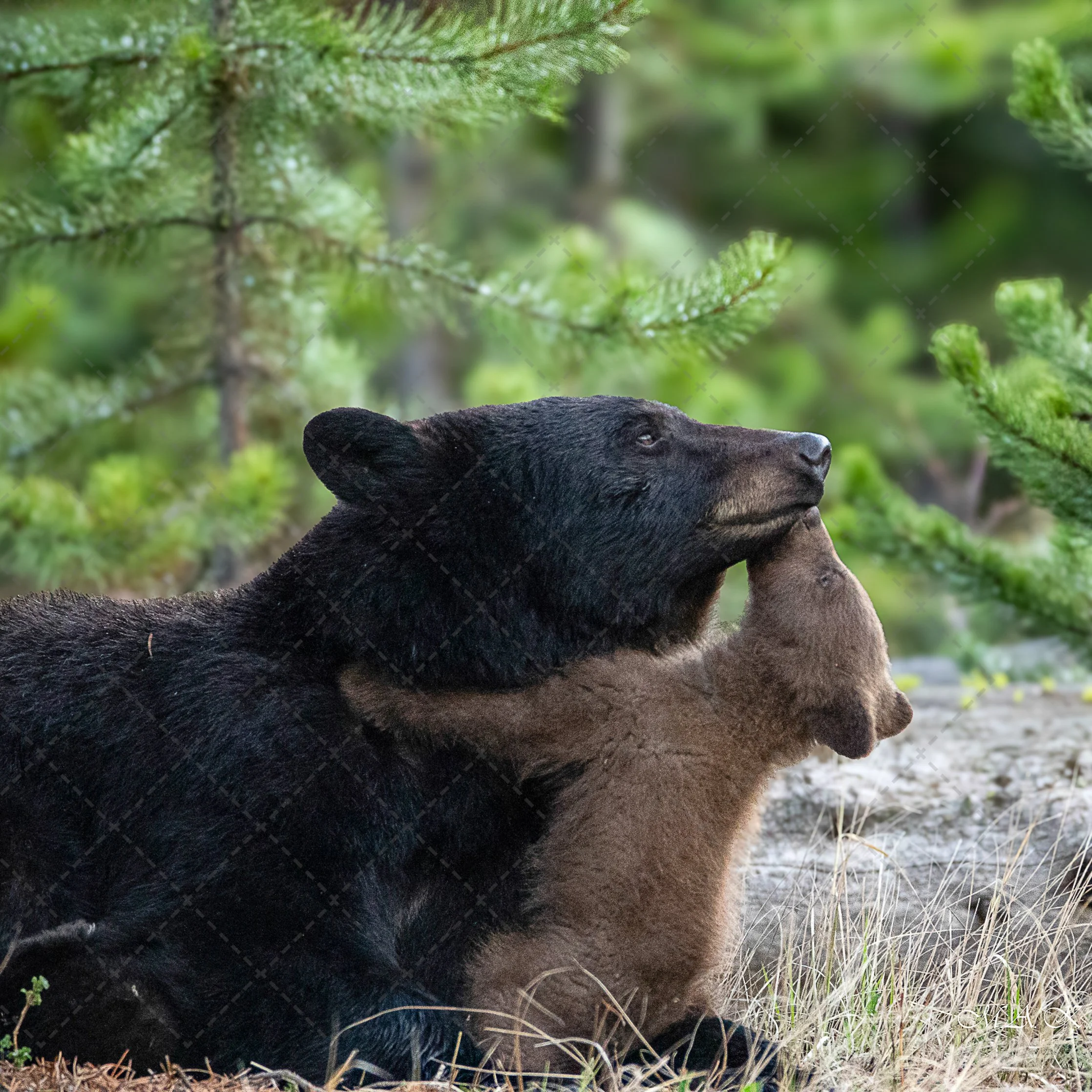 Black Bear & Cinnamon Cub  (1 of 1).jpg