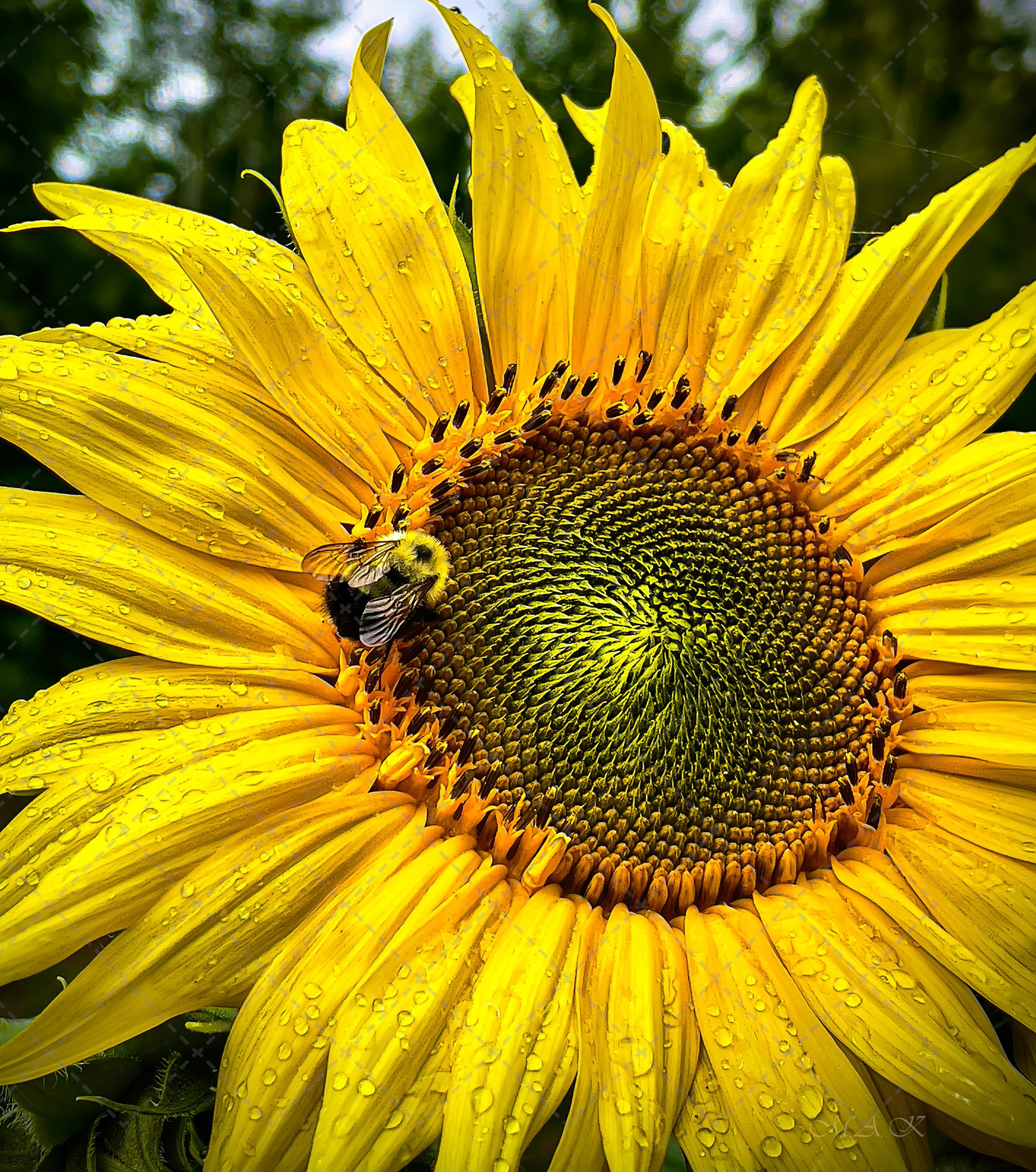 Sunflower and Bumble Bee (1 of 1).jpg