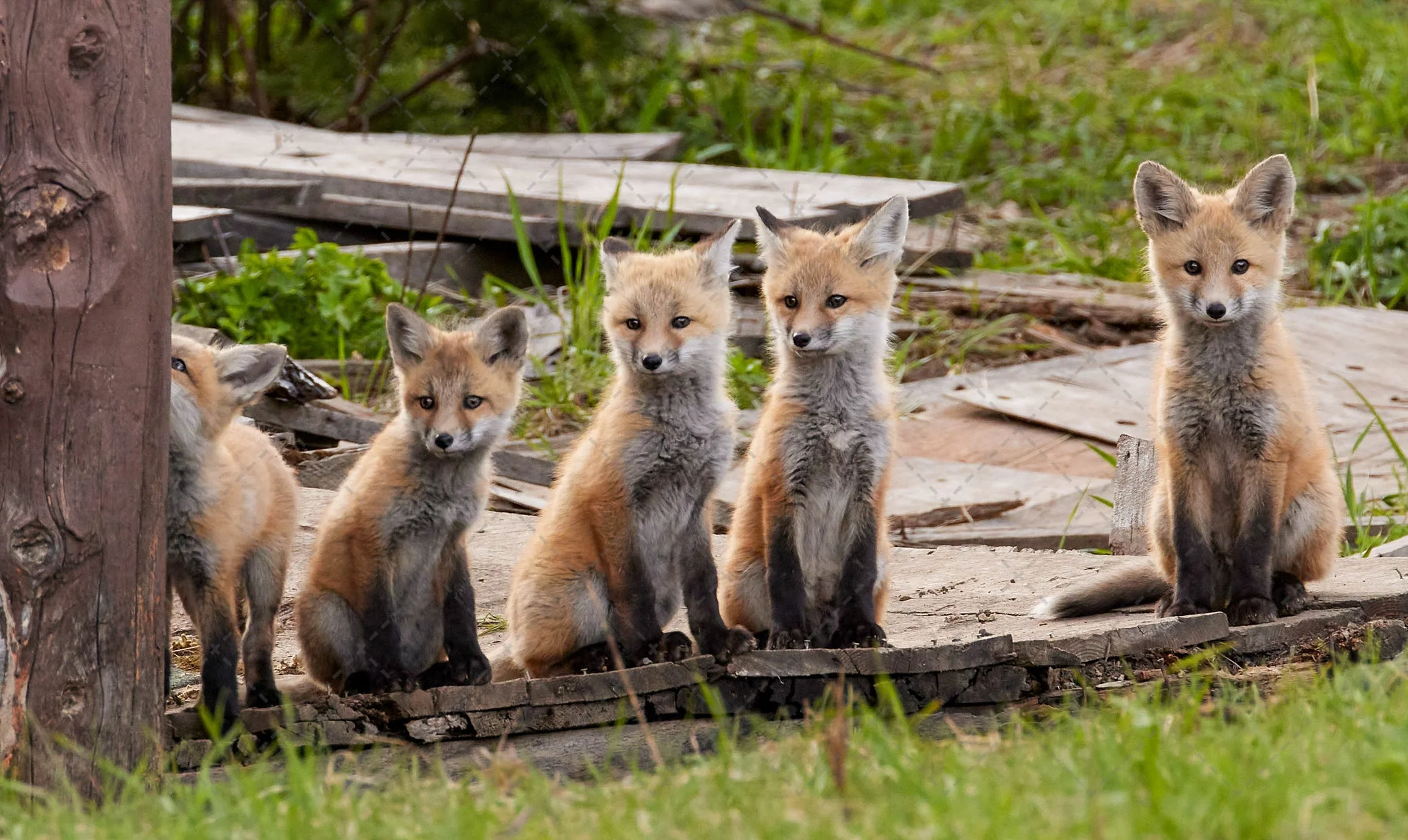 animals~foxkits The Gang ~Yellowstone NP.jpg