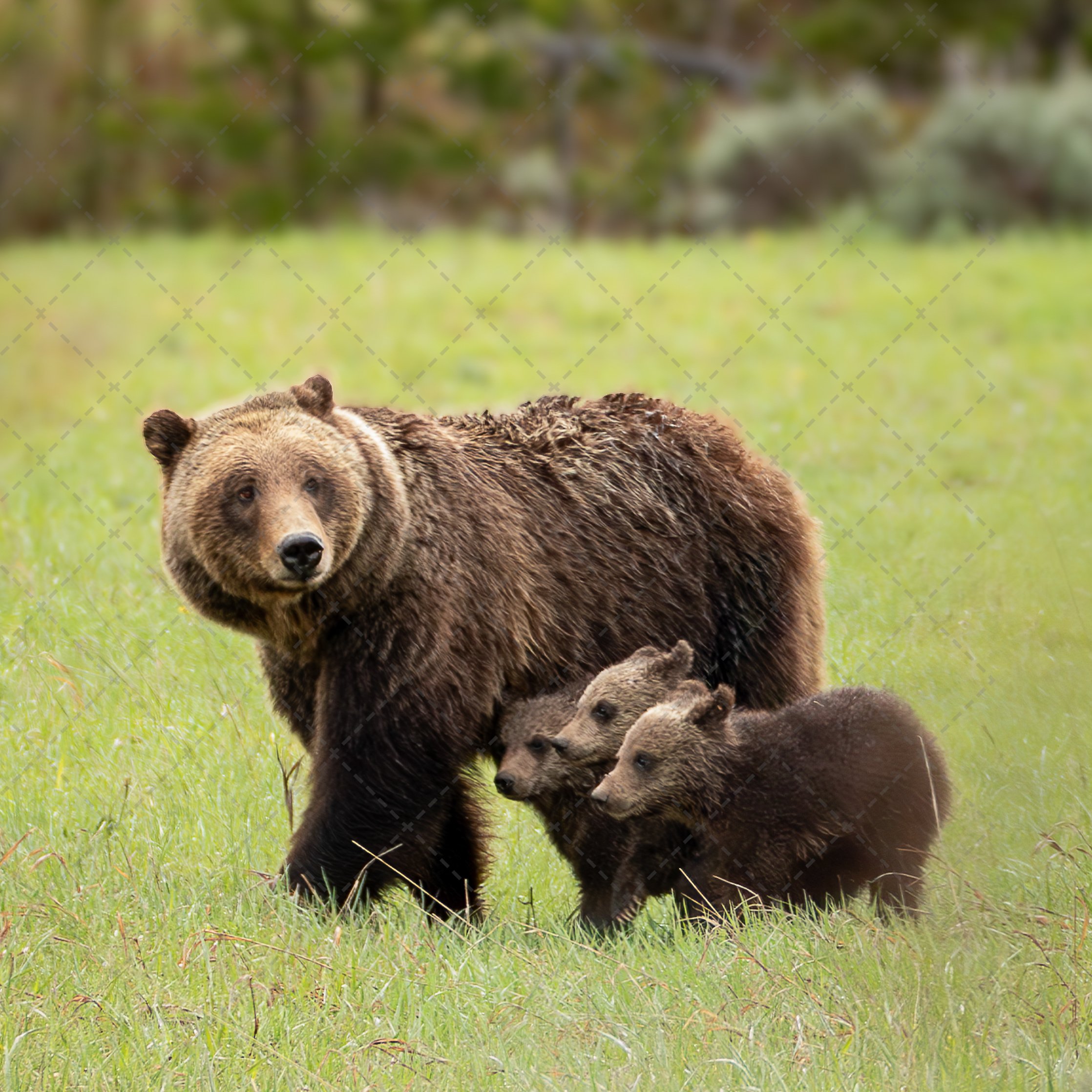 Grizzly & Triplets~ 610.jpg