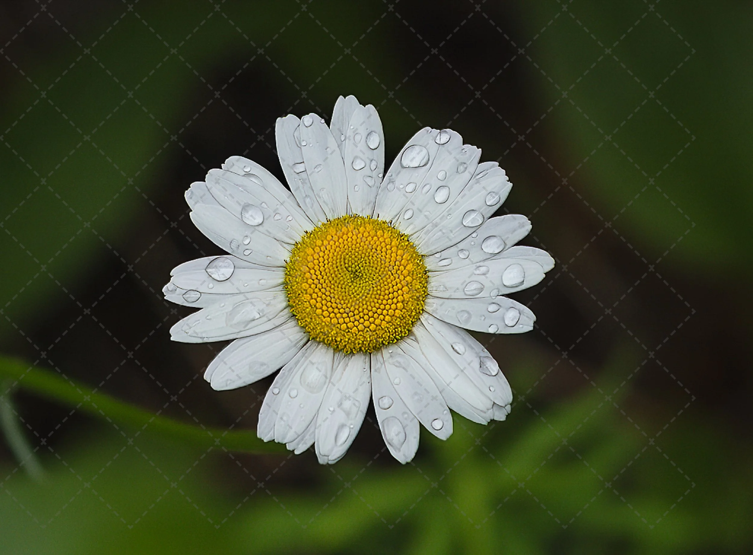 Daisy~Morning Rain.jpg