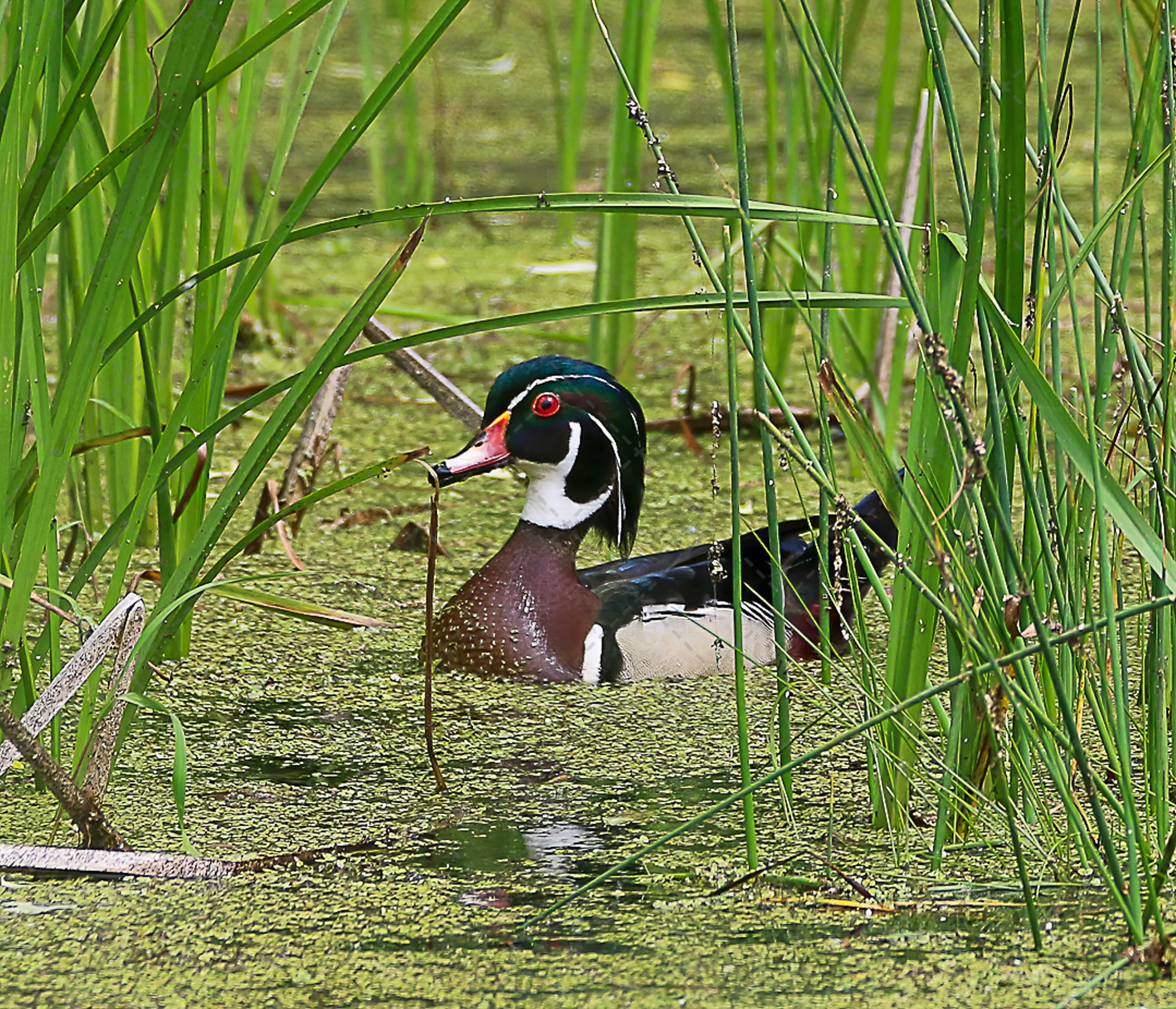 Wood Duck  (1 of 1).jpg