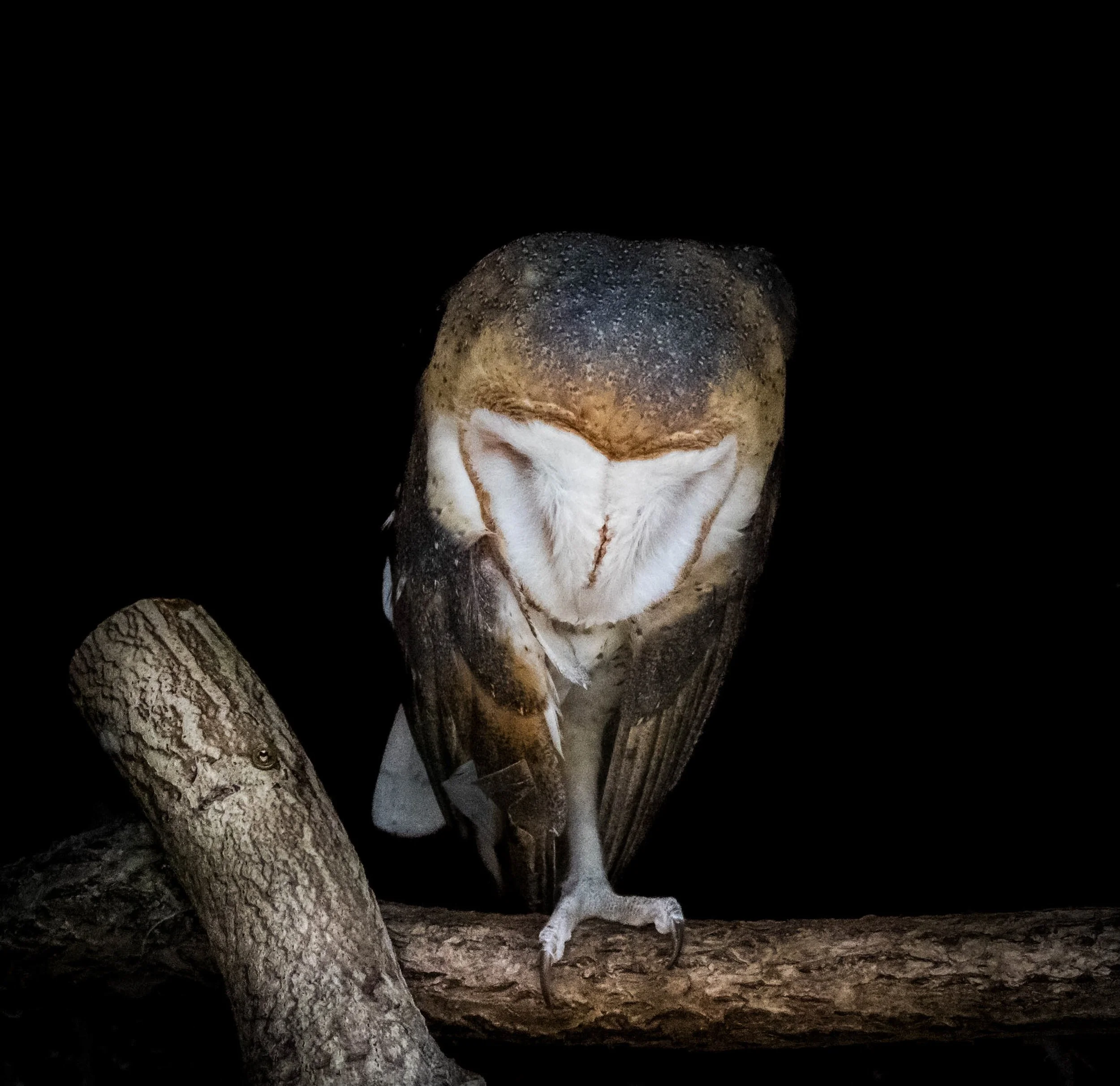 A snowy owl perched on a tree branch against a dark background.