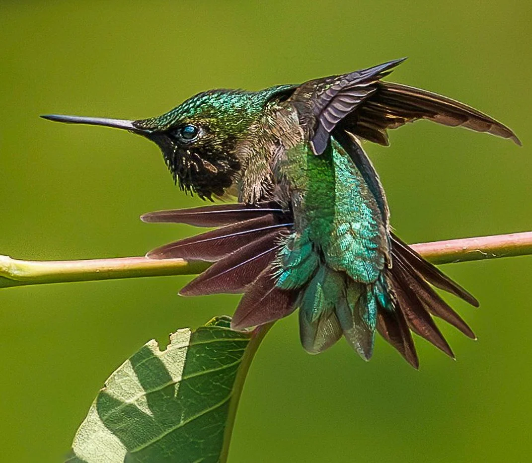 A hummingbird perched on a branch with its wings spread, showing vibrant green and iridescent feathers against a blurred green background.