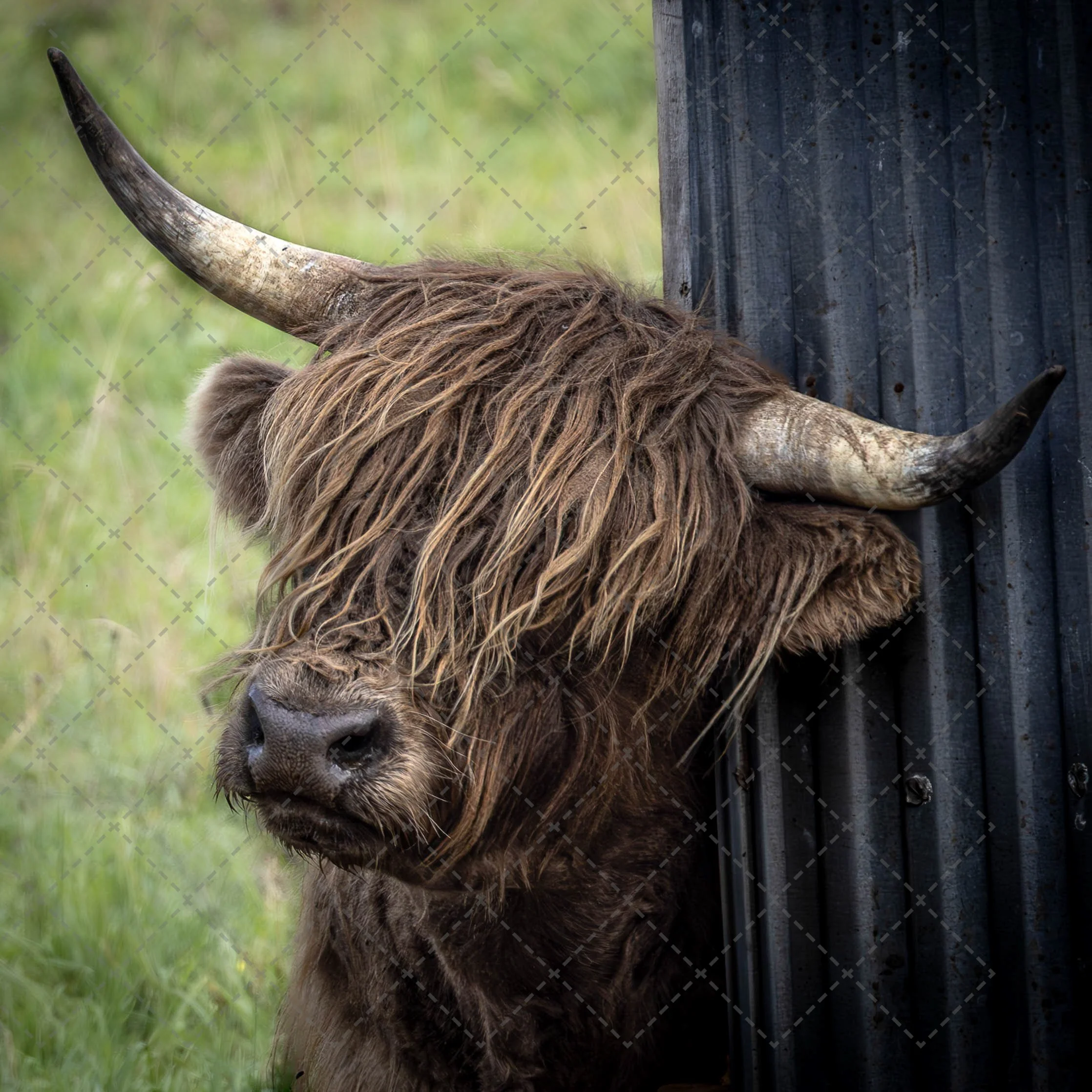 Killian Scottish Highland Bull.jpg