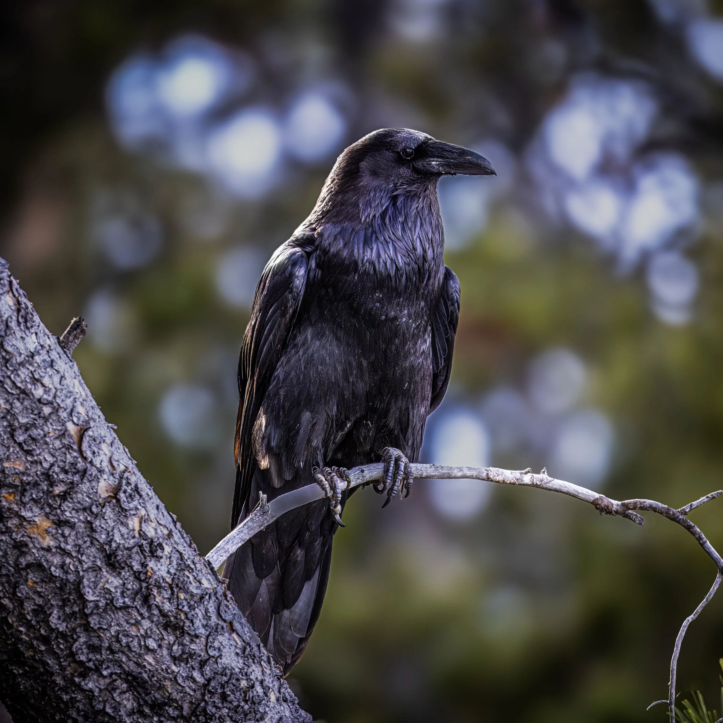 A close-up of a black-billed crow perched on a tree branch, with a blurred forest background.