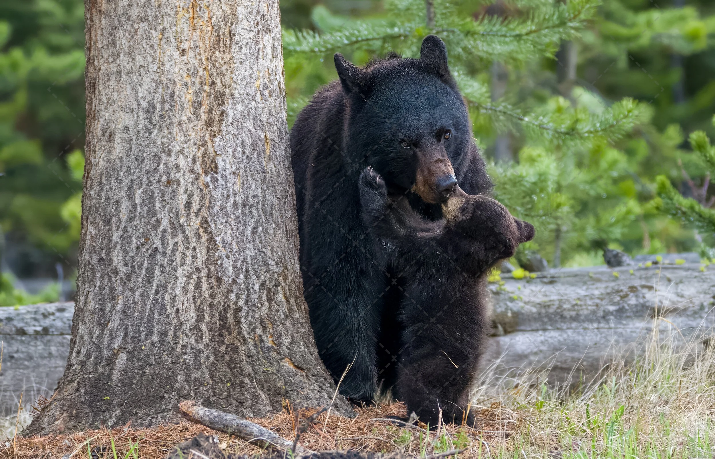 Note Cards ~ Black Bear