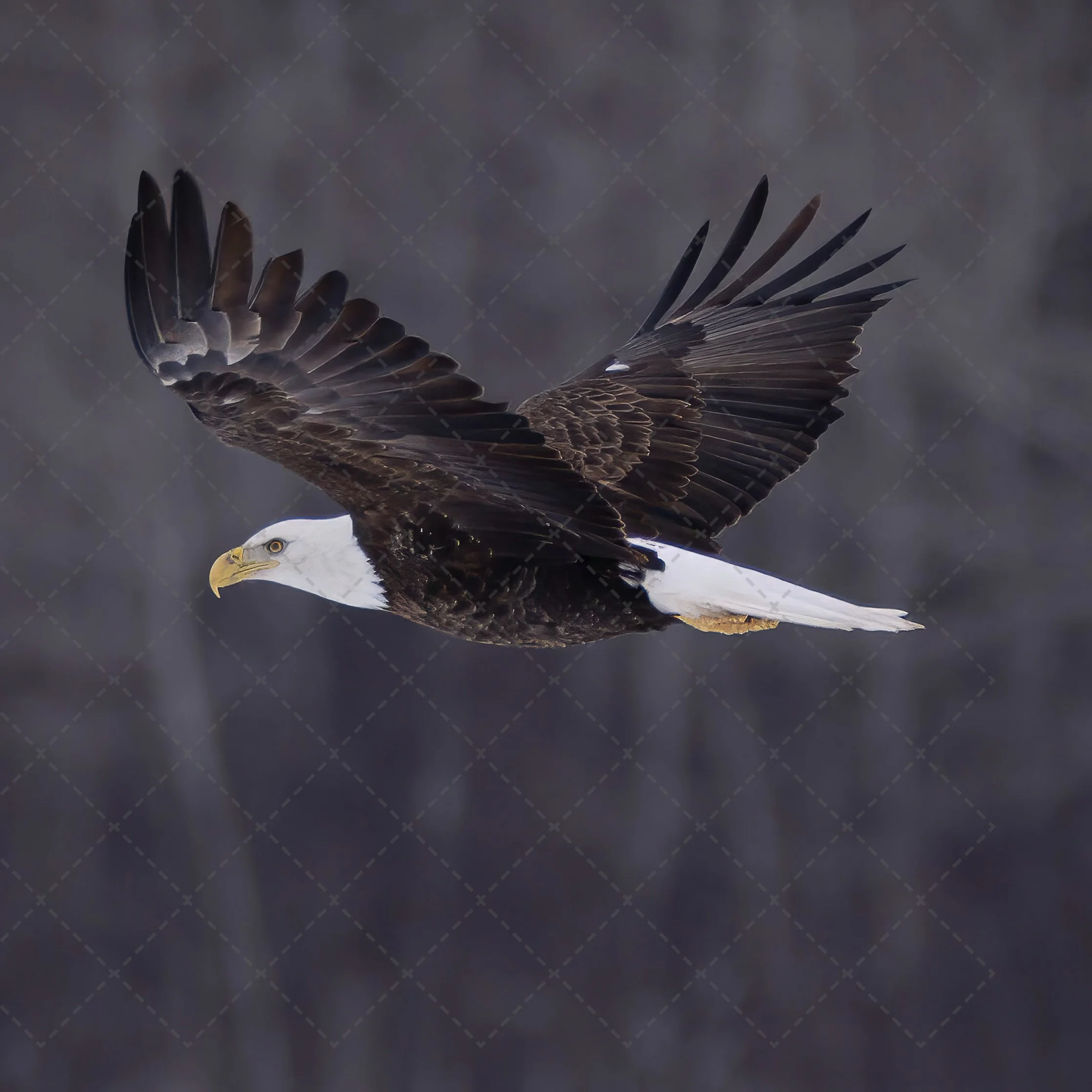 An eagle with its wings spread flying against a cloudy sky.