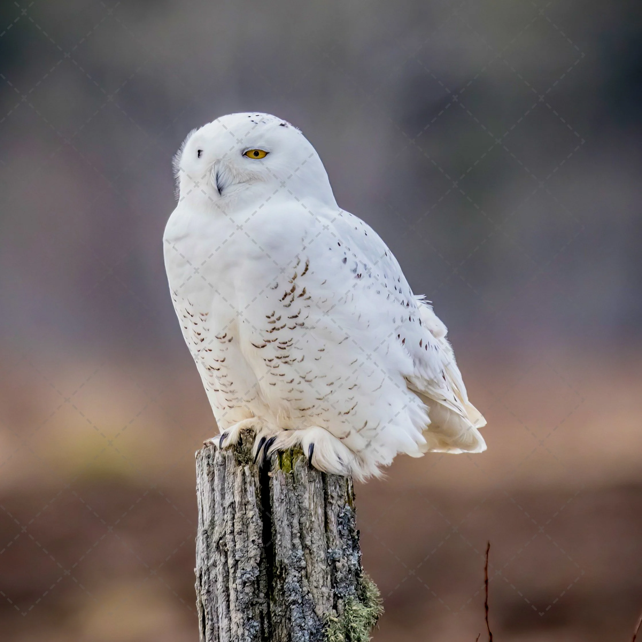 Snowy Owl on fence post.jpg