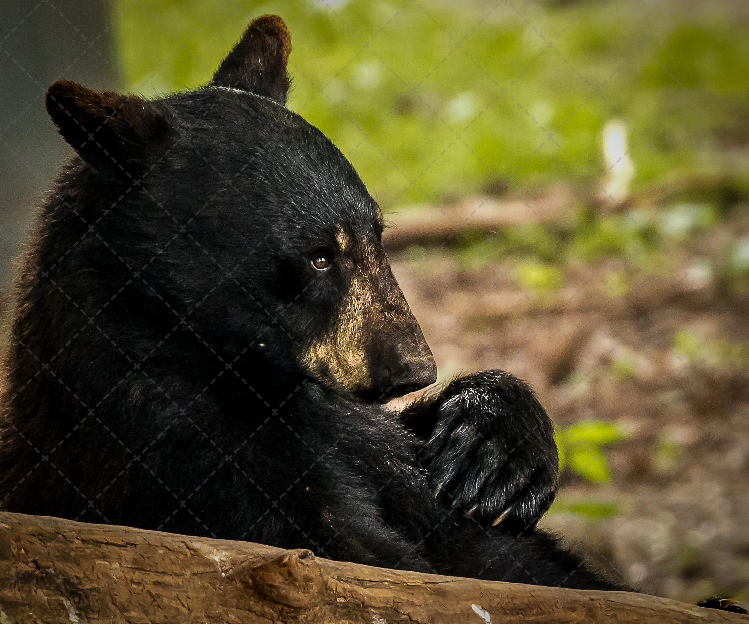 Michigan Black Bear~Deep Thoughts.jpg