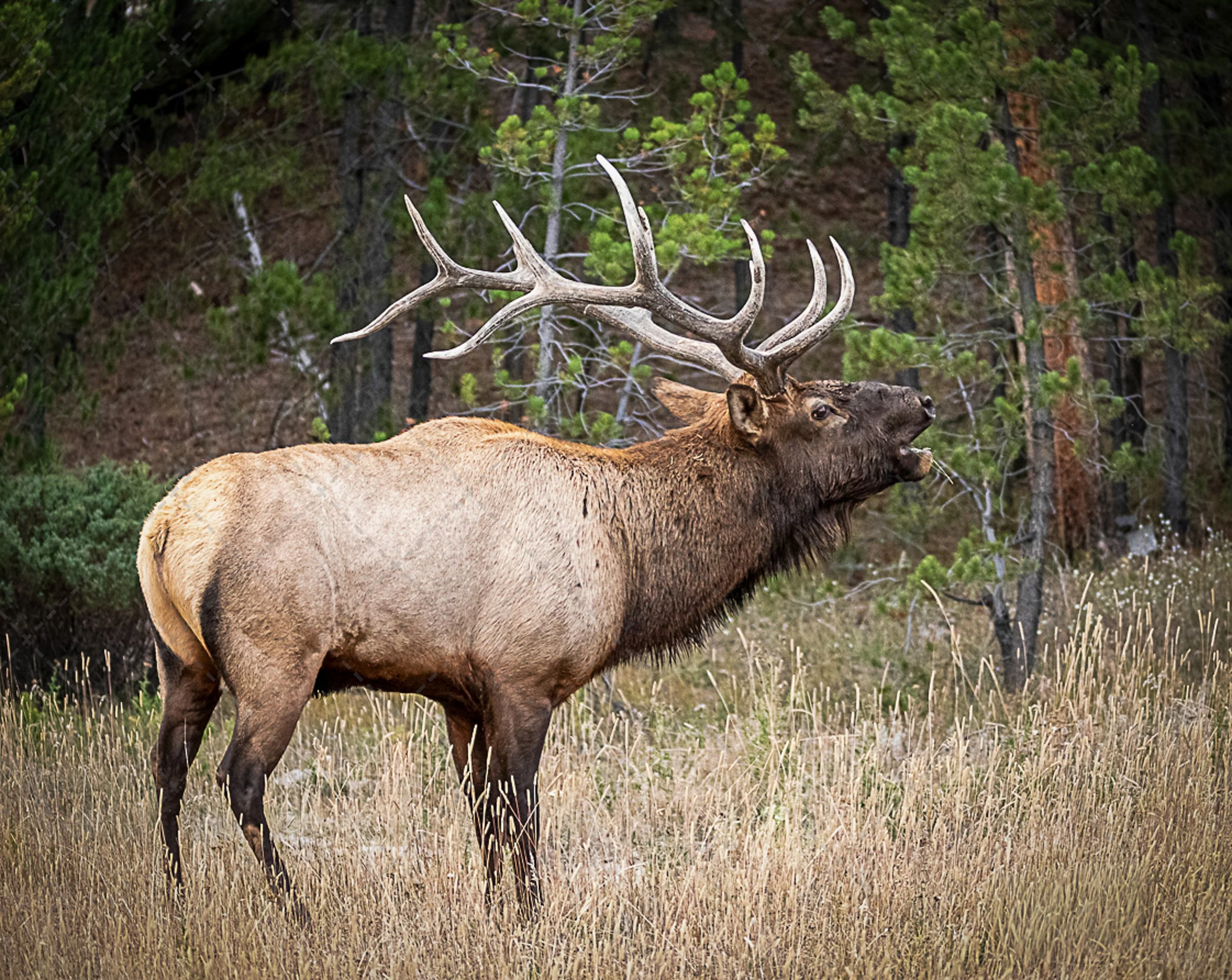 Bull Elk ~Bugle.jpg