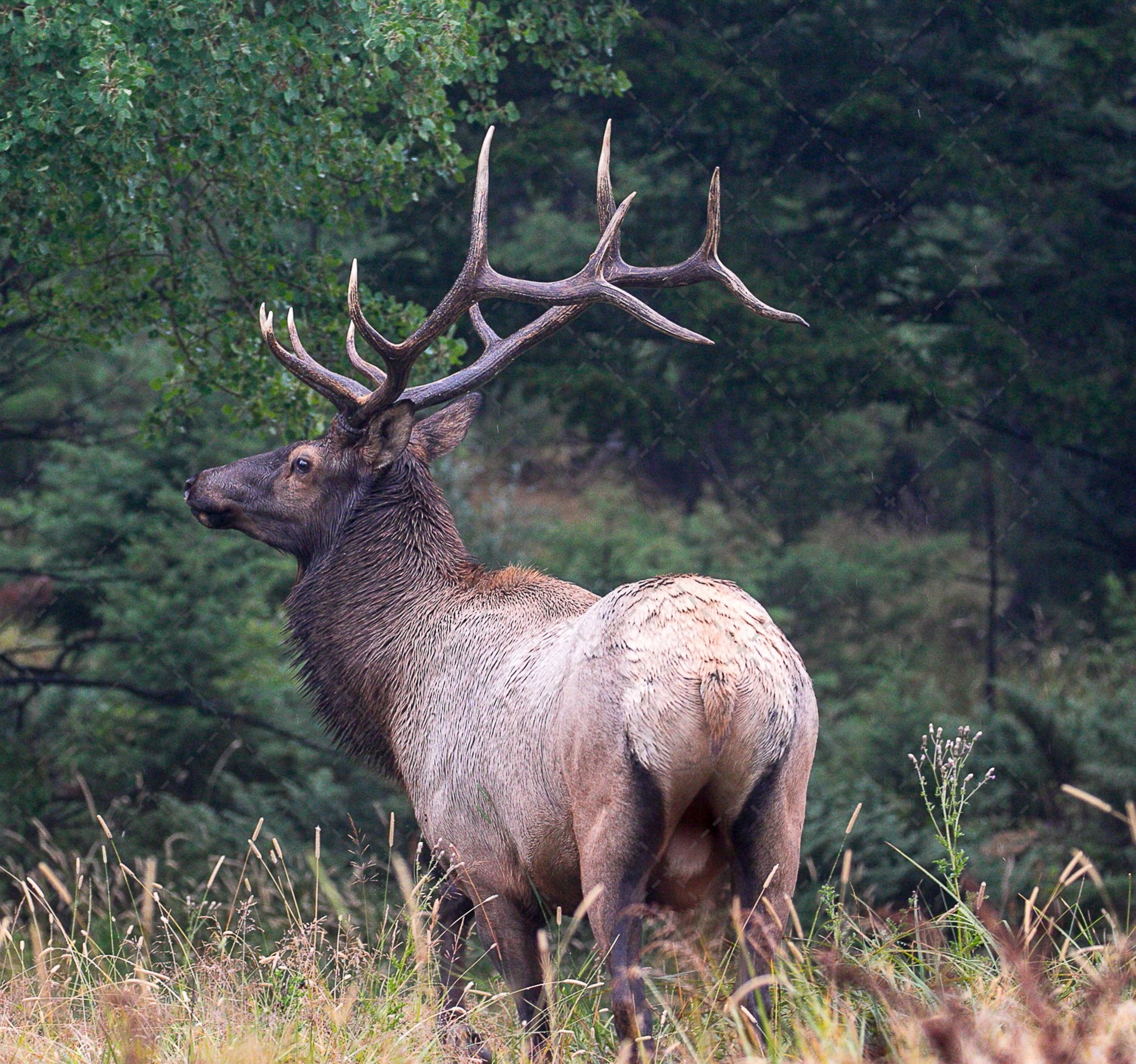 Bull Elk~6x6 Silver Tip.jpg