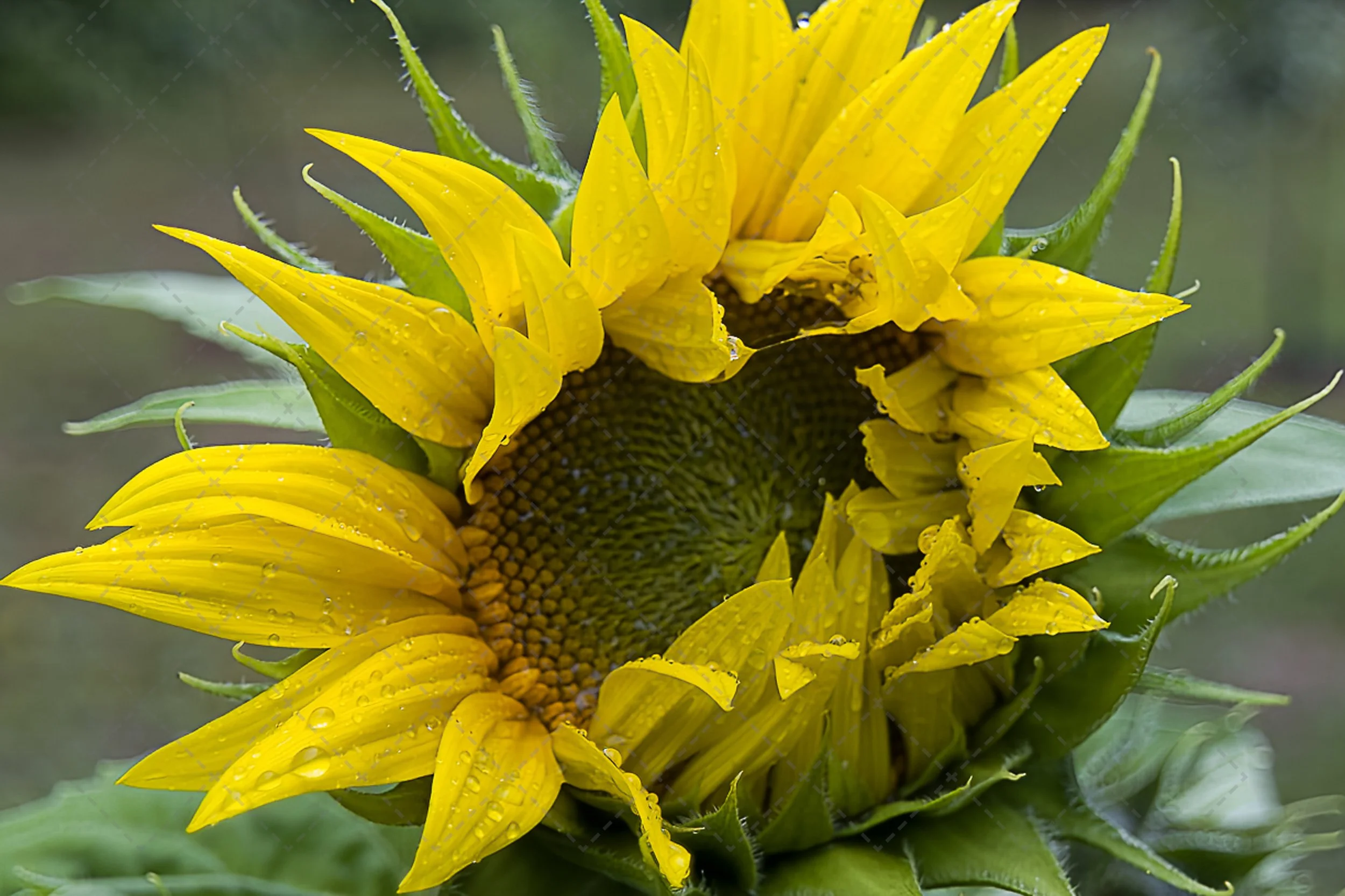 Sunflower~The awakening  (1 of 1).jpg