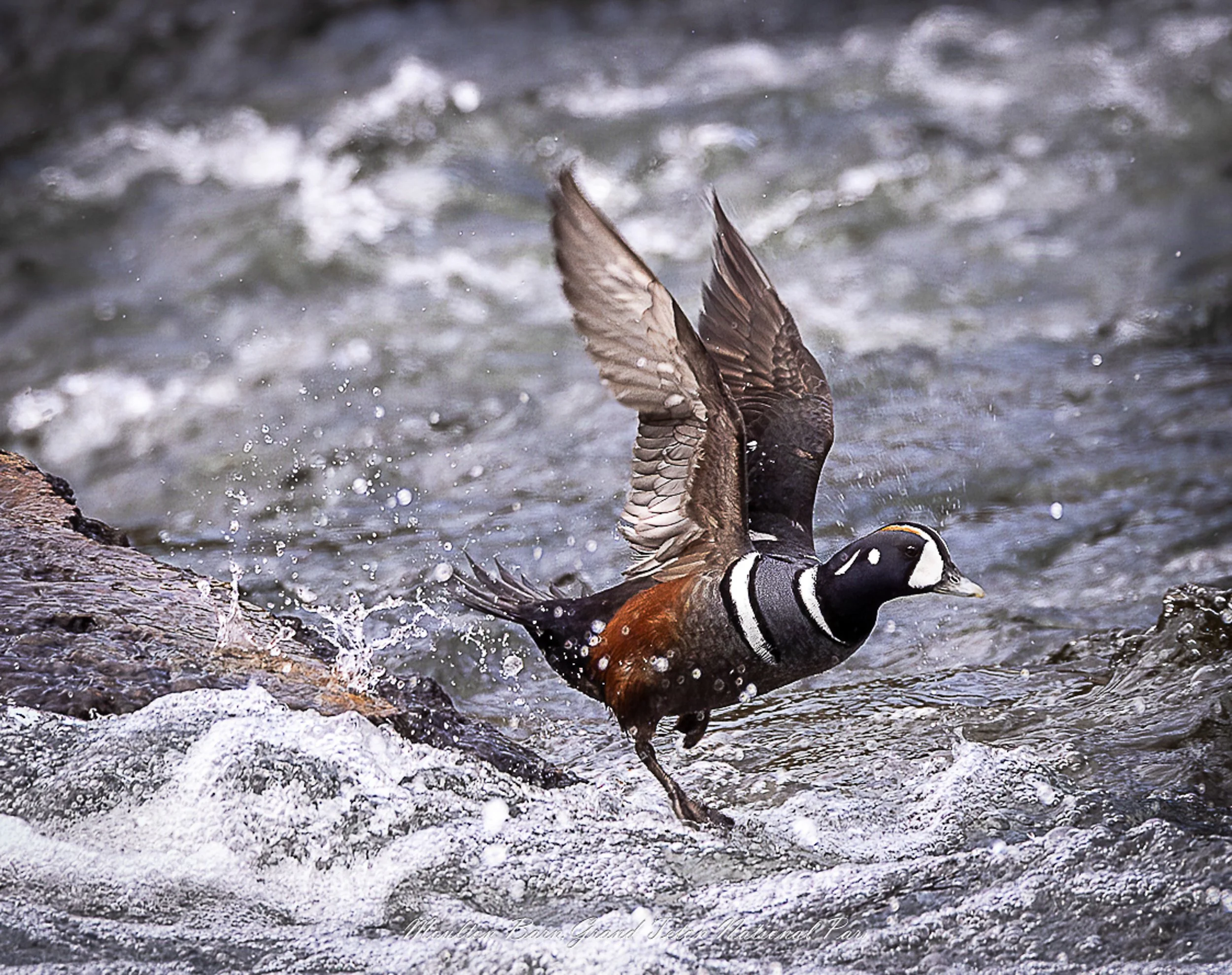 A male black and white bird with a distinctive white eye stripe, likely a bufflehead duck, diving into the water with wings partially raised, in a rocky river with splashing water.
