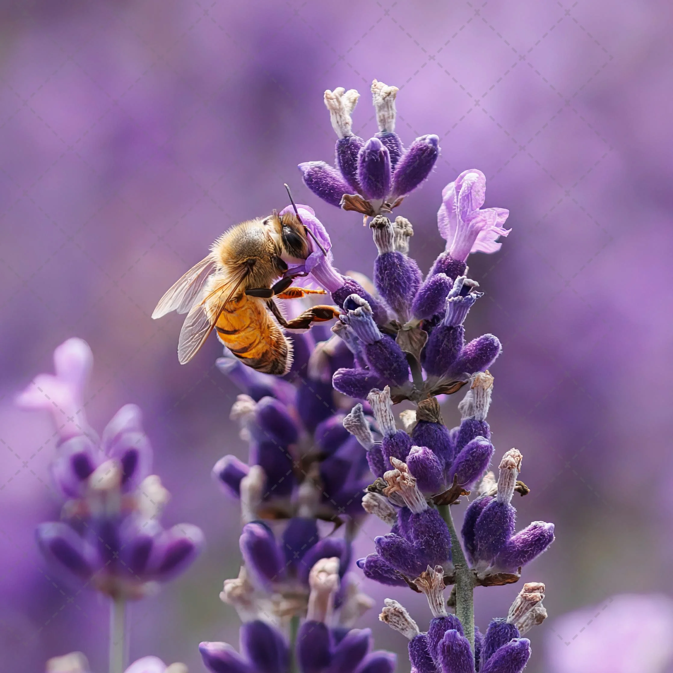 Honey Bee~ Lavender 4-2.jpg
