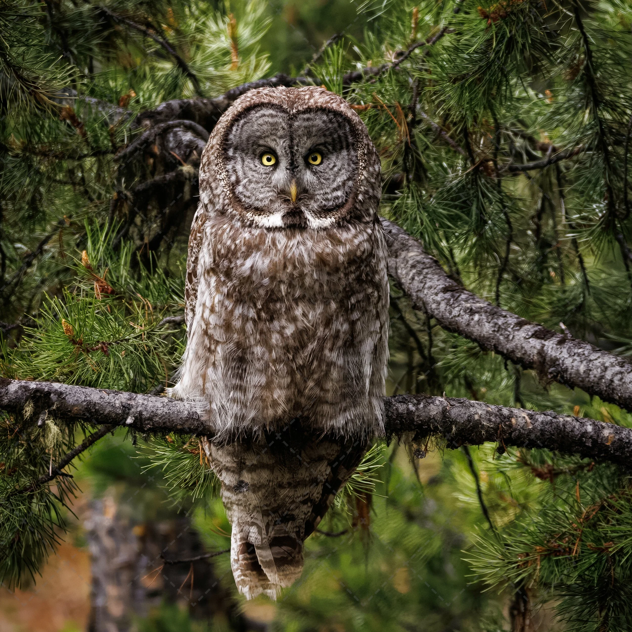 Owls~Great Gray~Tetons NP  (1 of 1).jpg