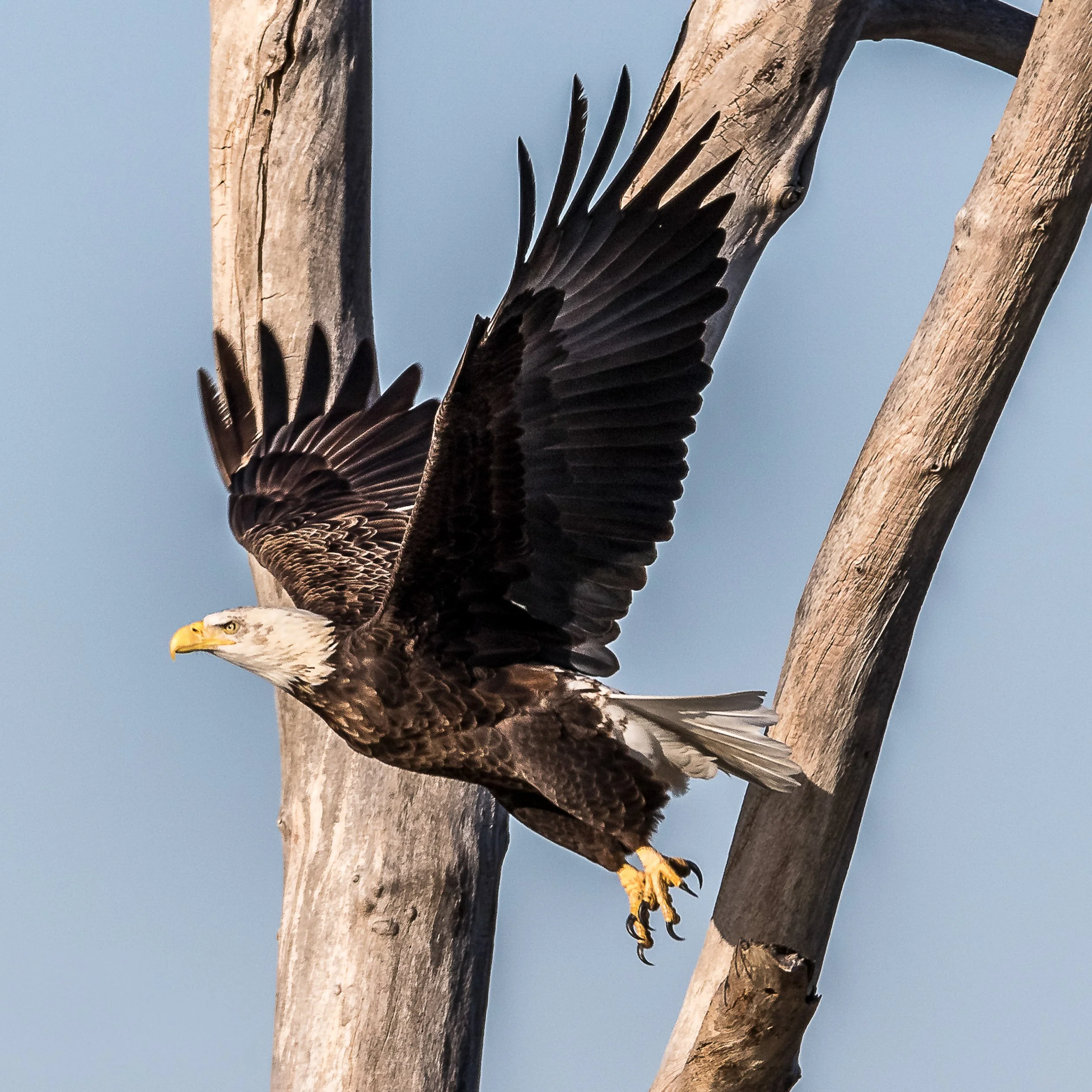 Bald Eagles~The take off (1 of 1).jpg