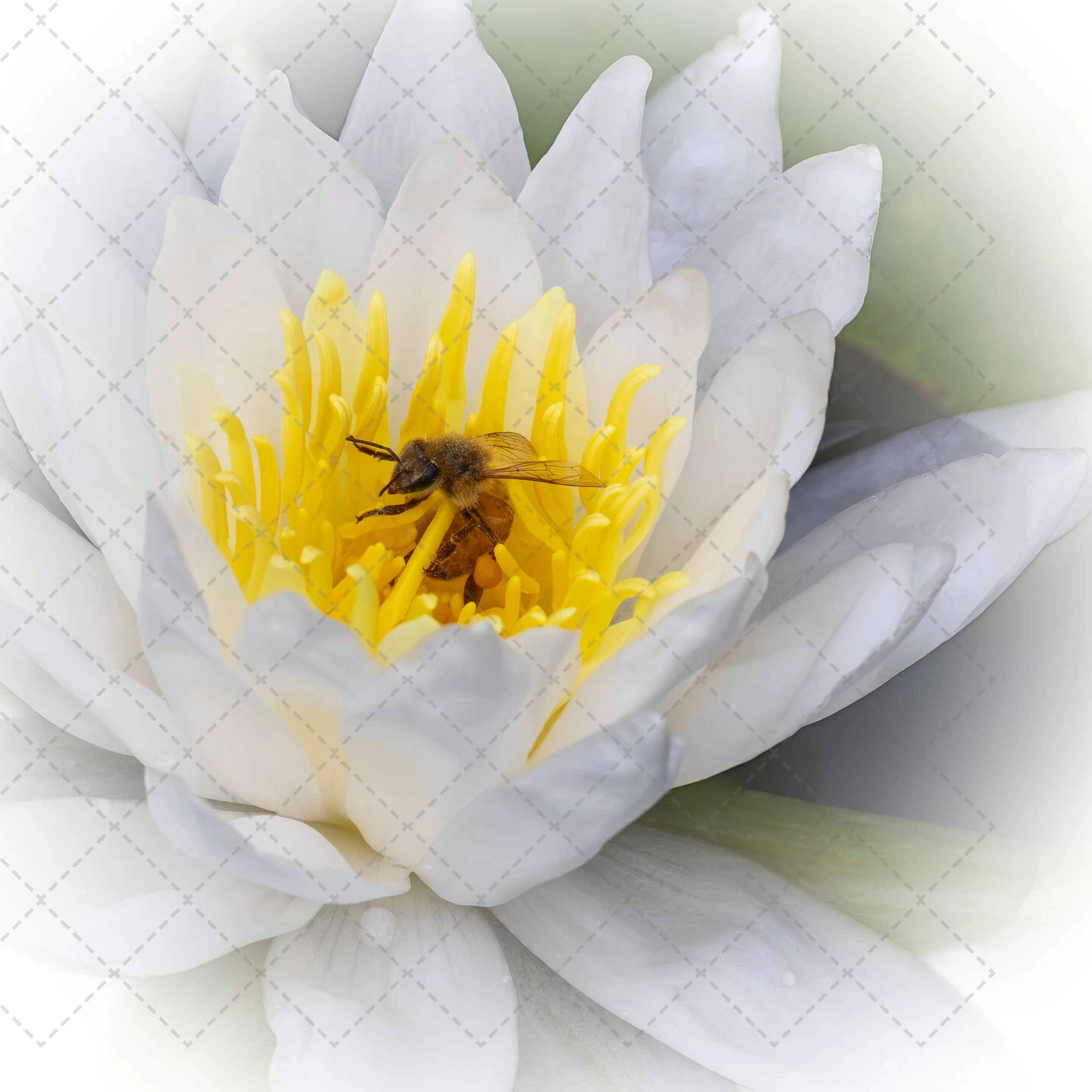 Close-up of a white water lily flower with yellow stamens and a bee pollinating it.