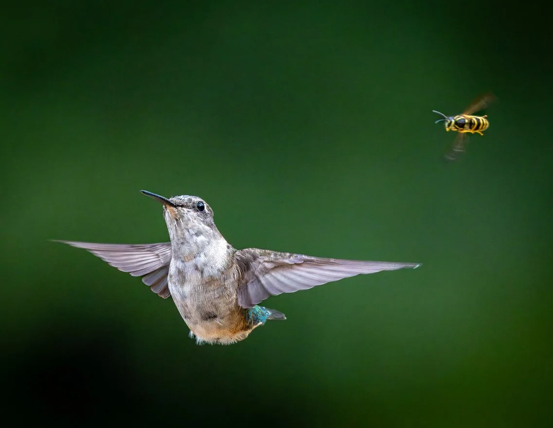 A hummingbird flying with a bee nearby against a green background.