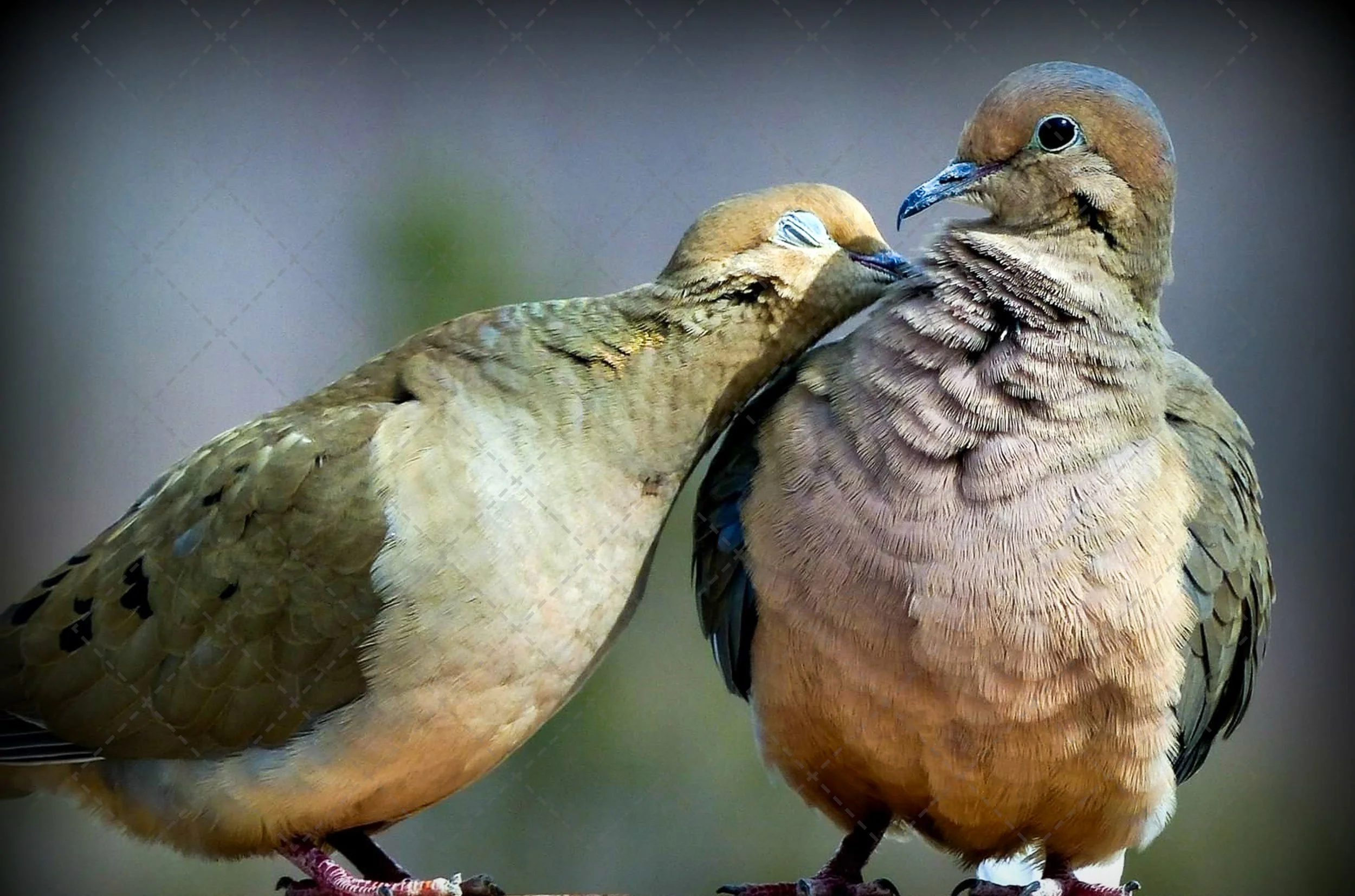 Mourning Dove  (1 of 1).jpg