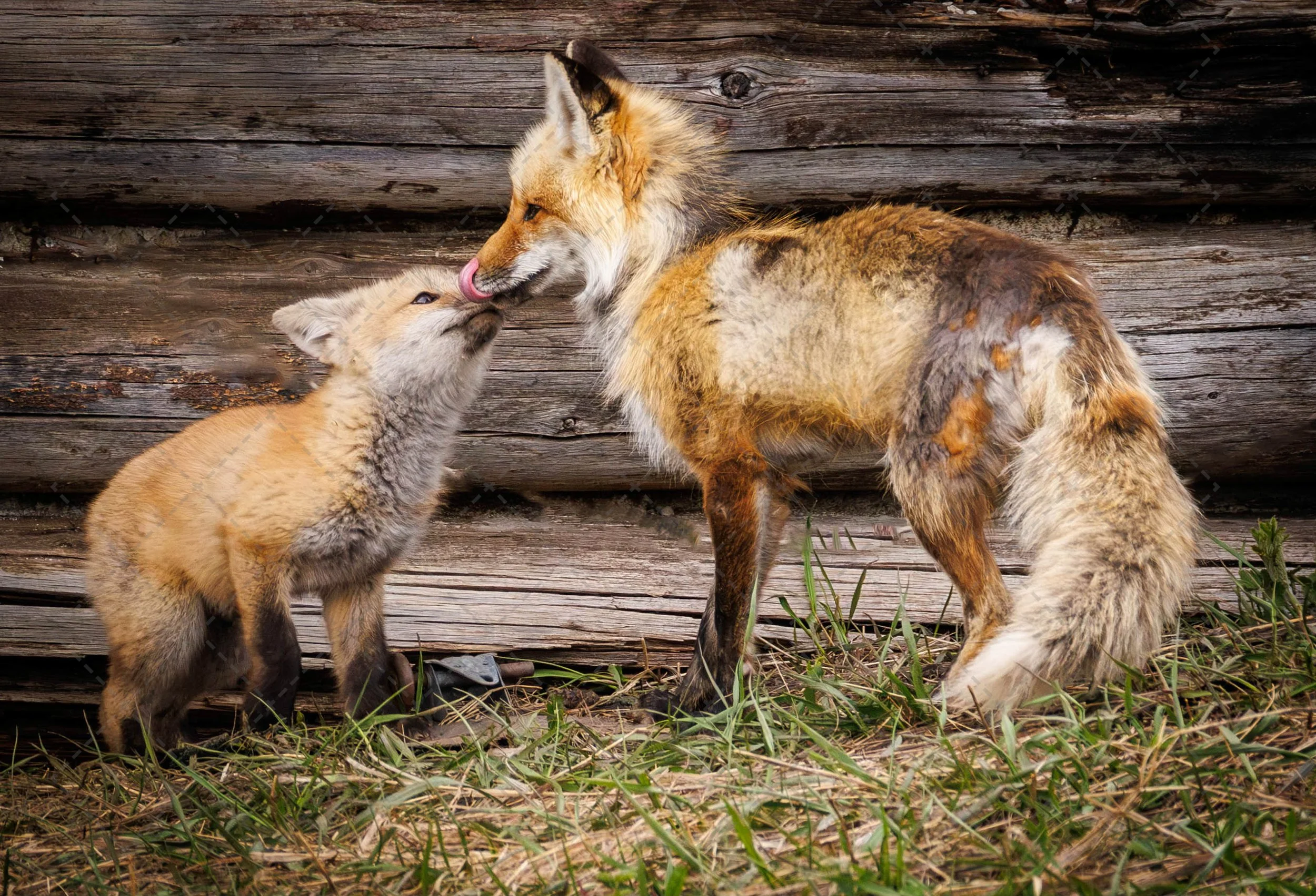 Fox & Kit Yellowstone  (1 of 1).jpg