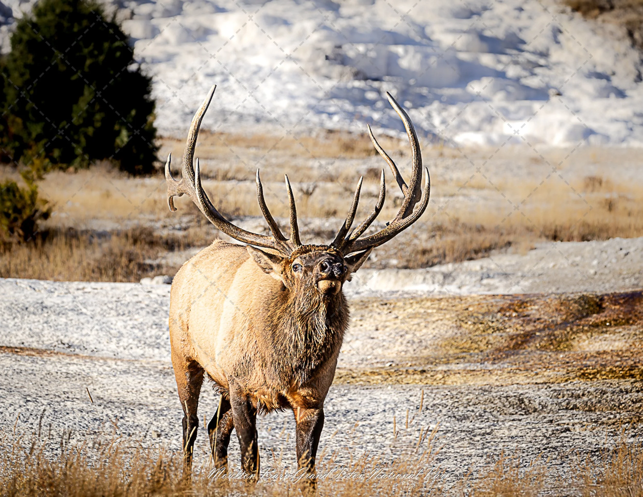 Bul Elk ~Mammoth.jpg