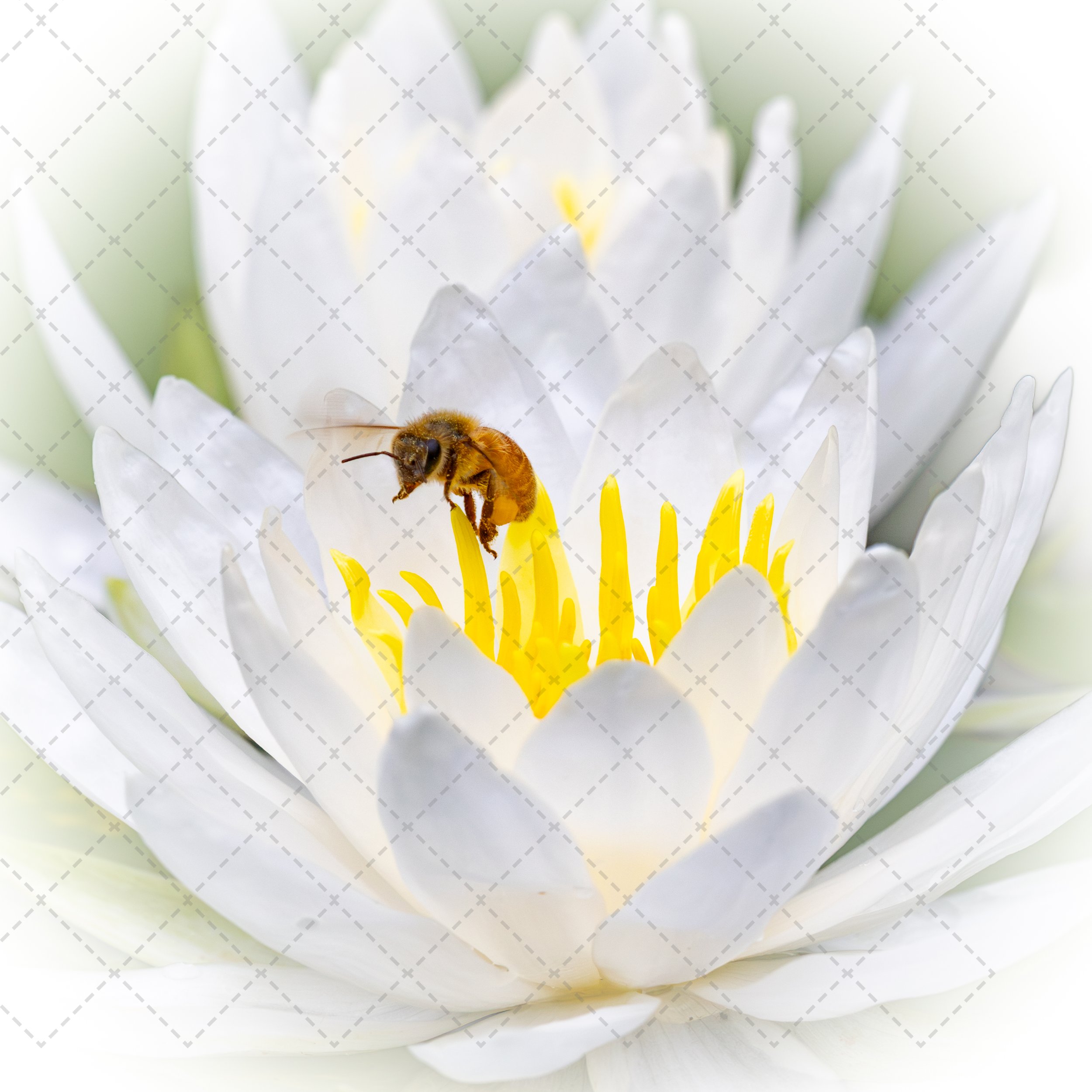 Close-up of a white flower with a bee collecting nectar from yellow stamens.
