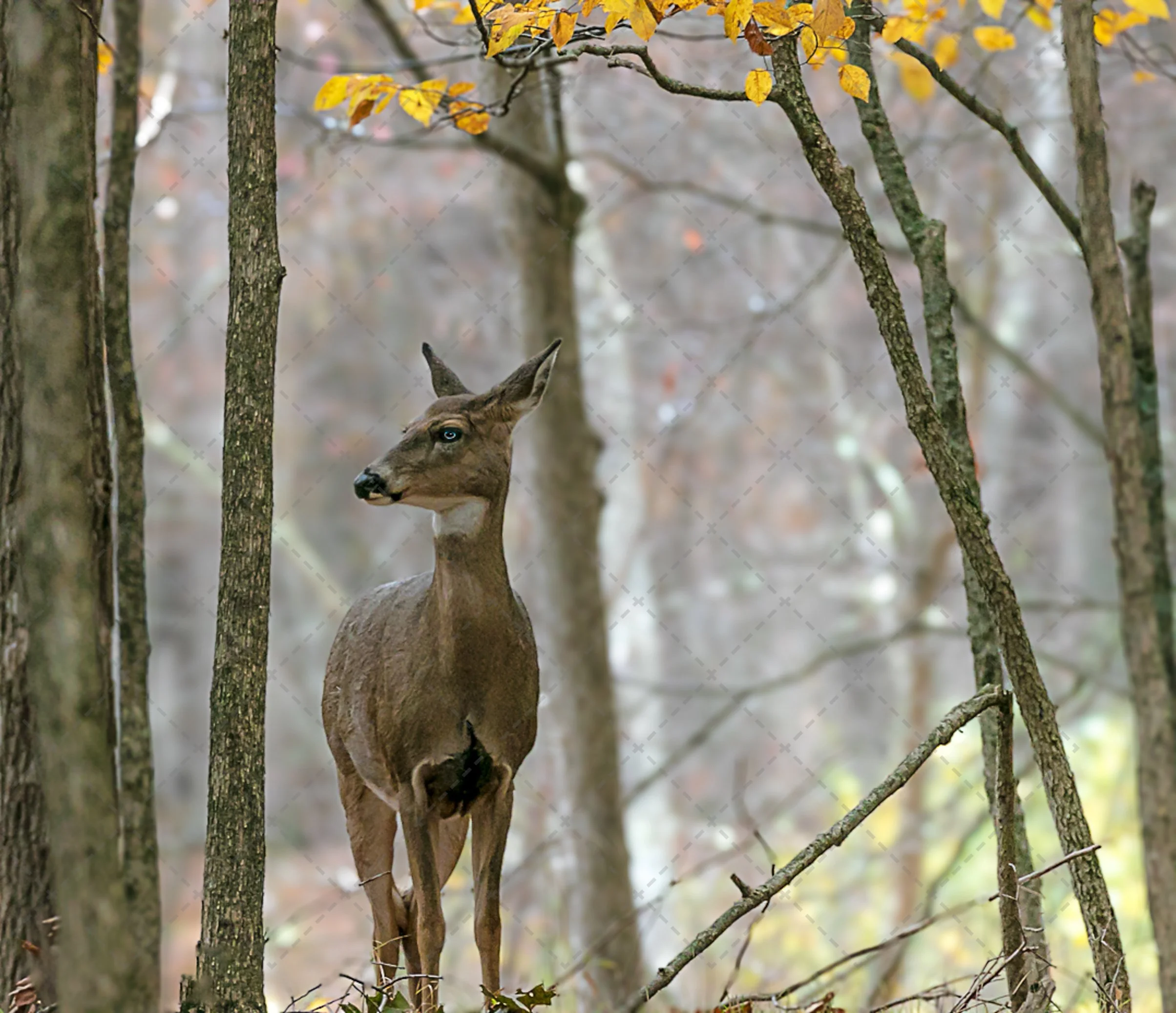 White Tail doe ~Pretty girl (1 of 1).jpg