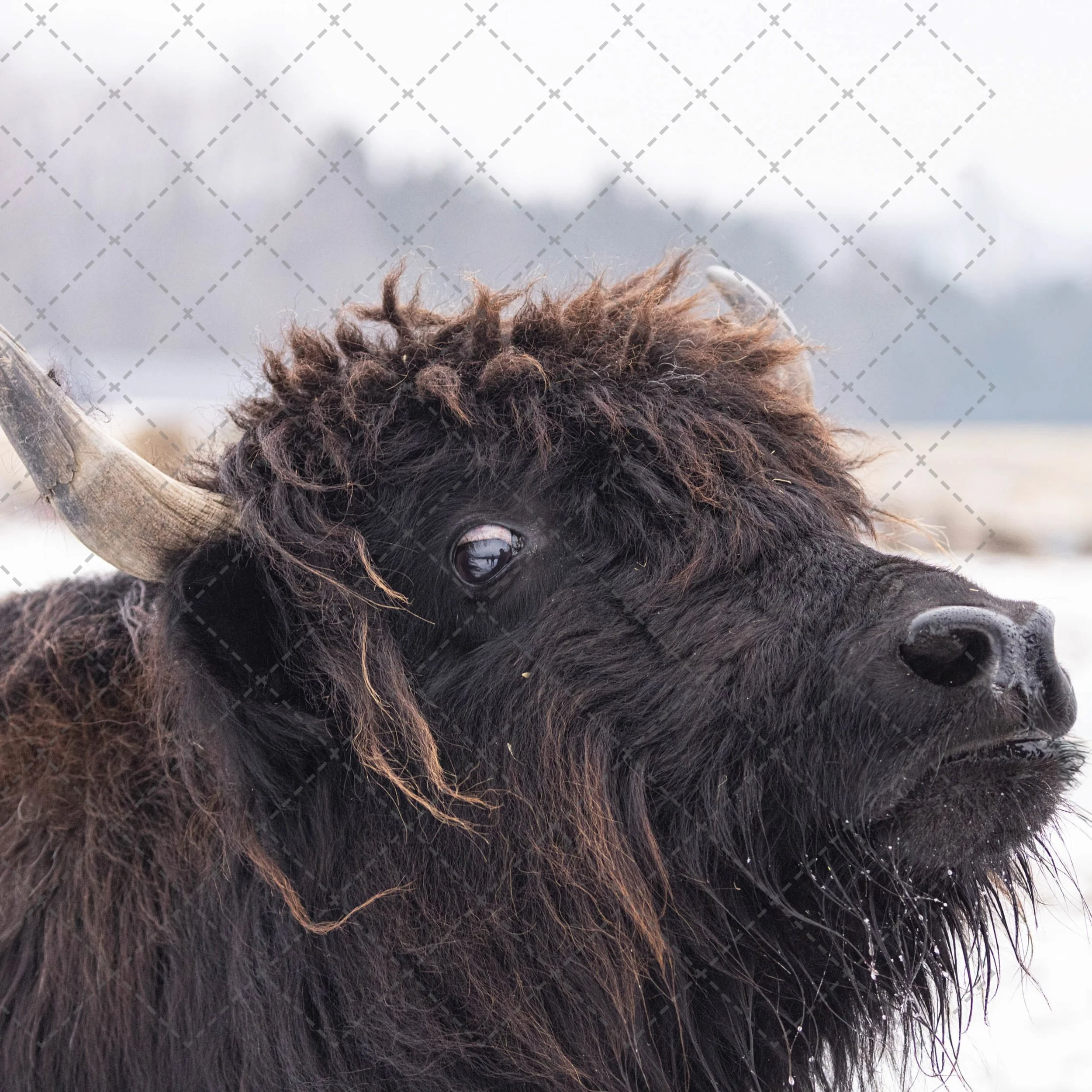 Yack Cow.jpg