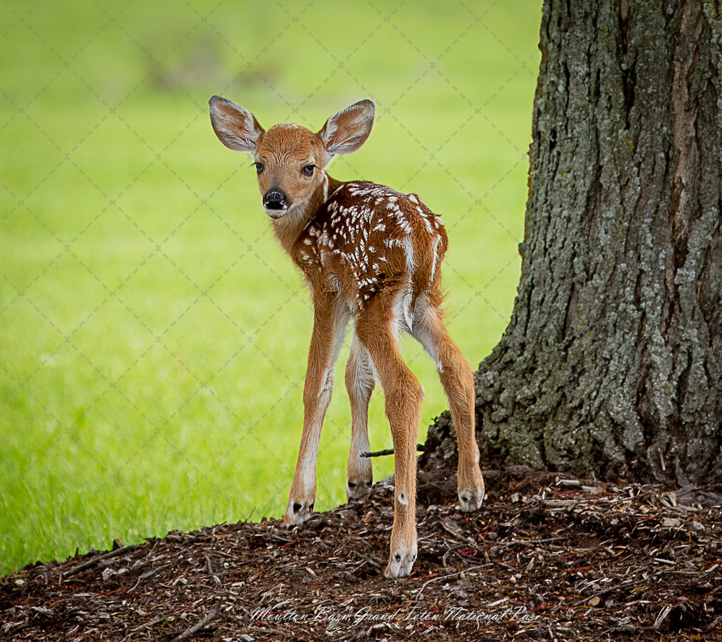 White tail Fawn~Hours old.jpg