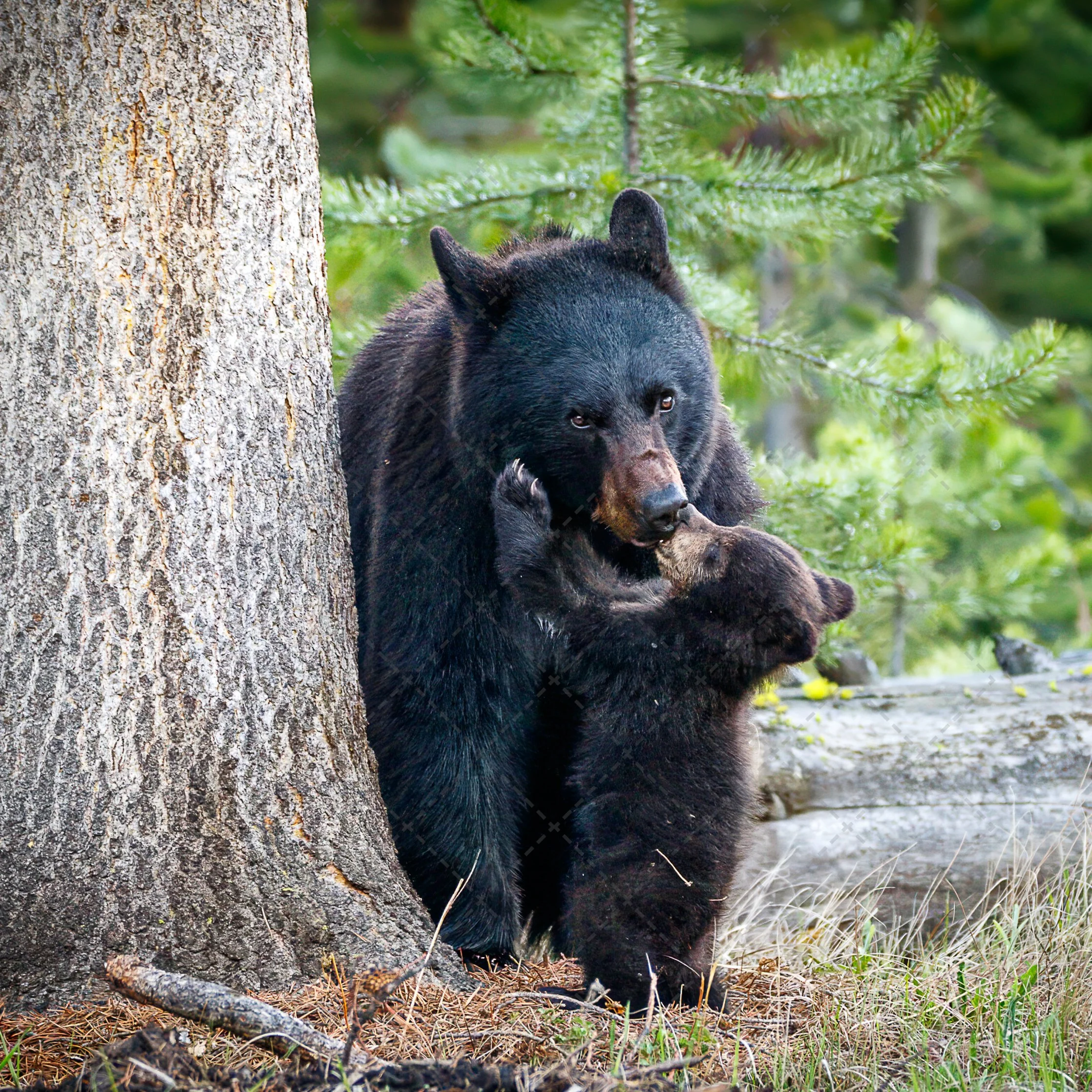 Mom & blk cub~Tower Twins~Yellowstone (1 of 1).jpg
