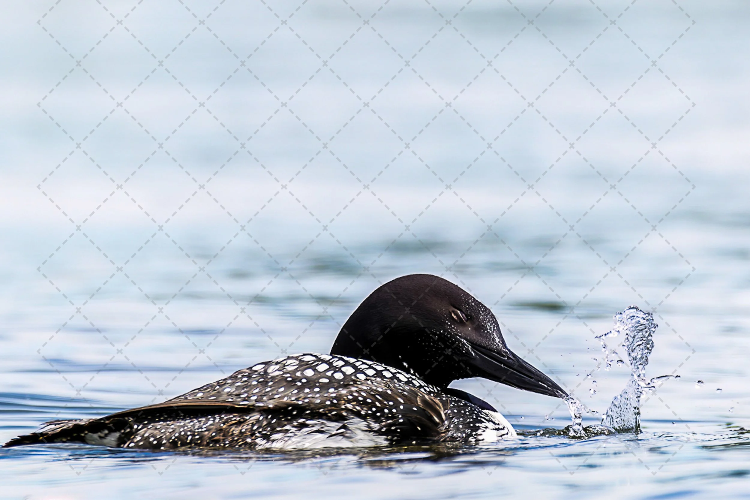 A seal swimming in the water, with part of its head and body visible and water splashing around.