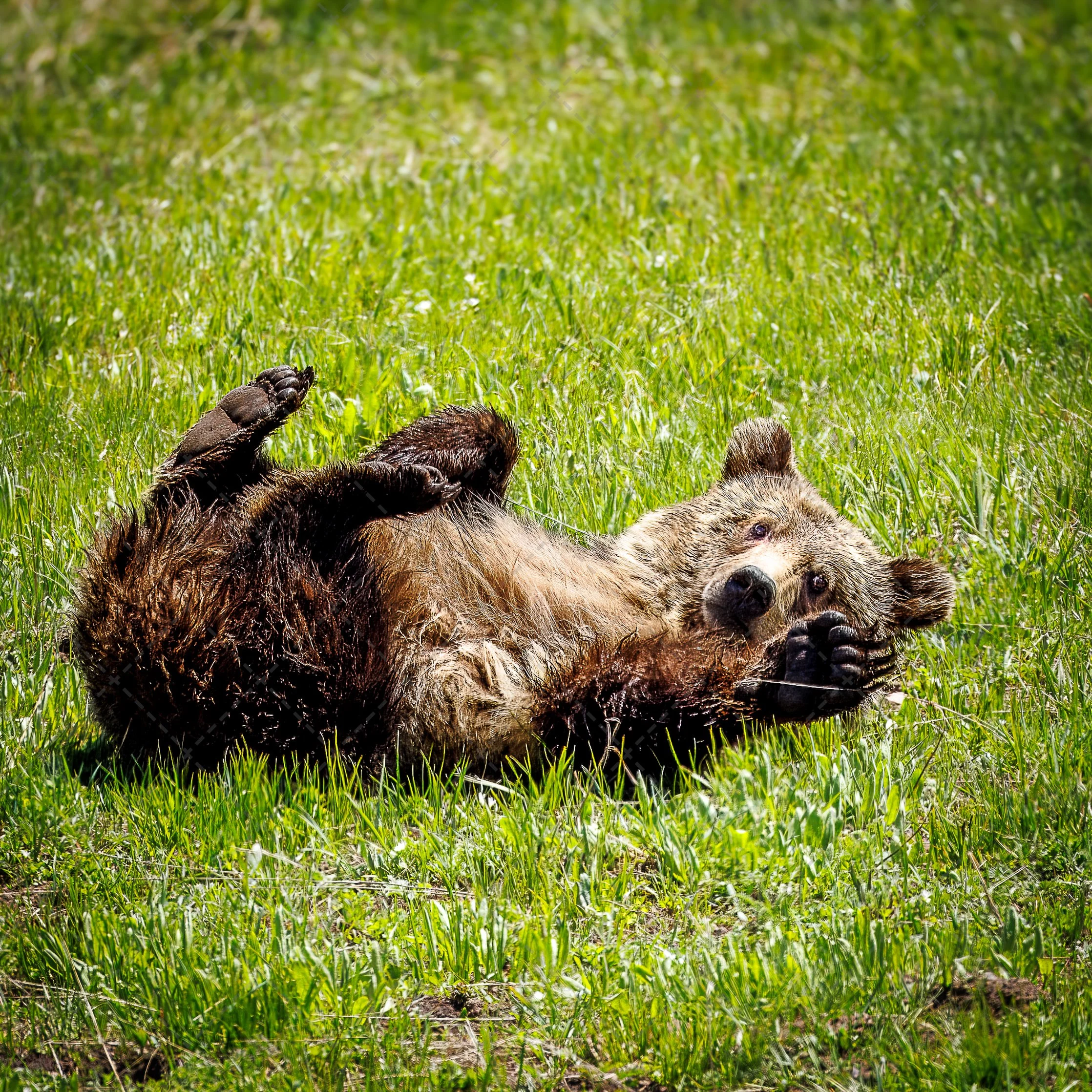 9 MILE CUB WAVING (1 of 1).jpg
