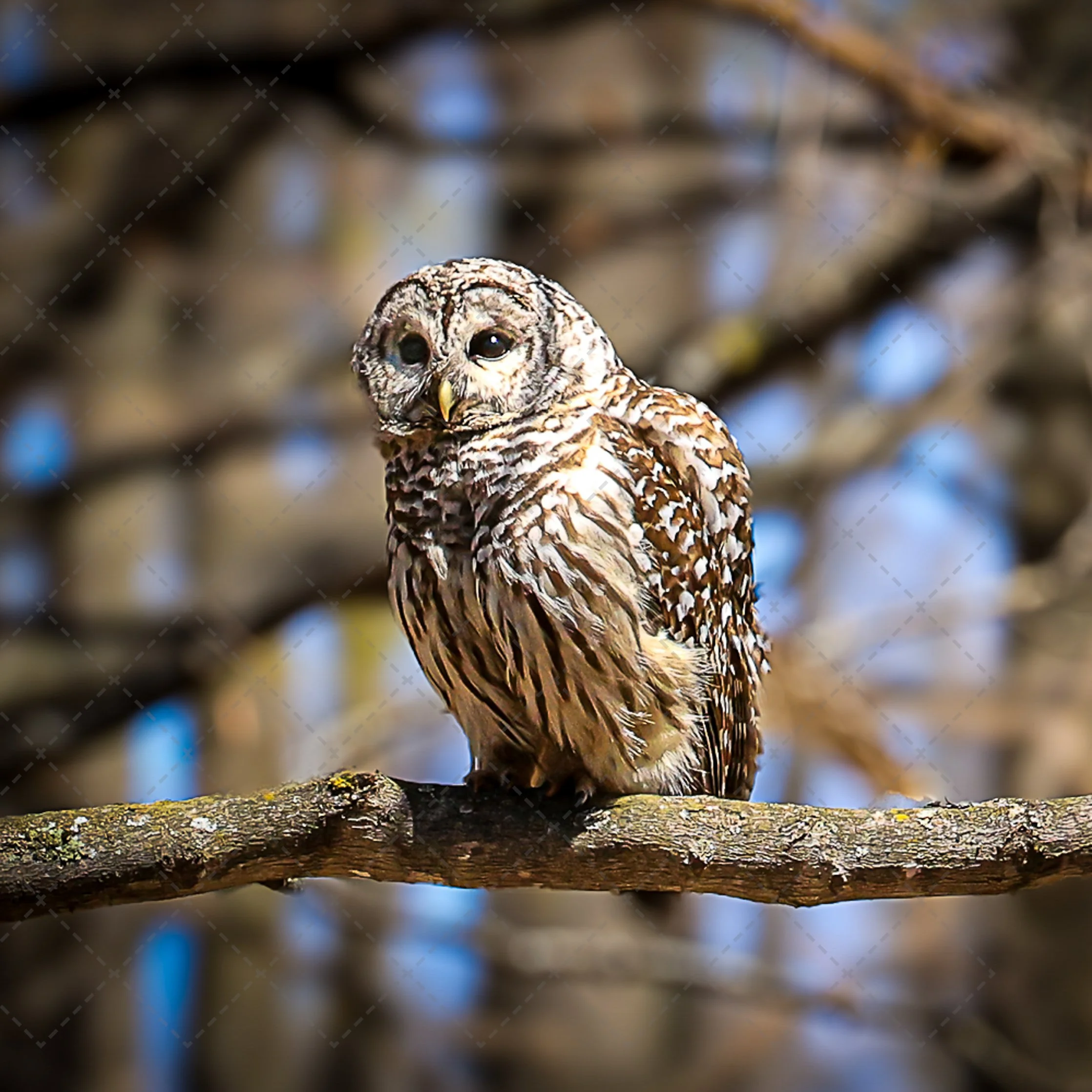 Barred Owl~Morning sun-2.jpg