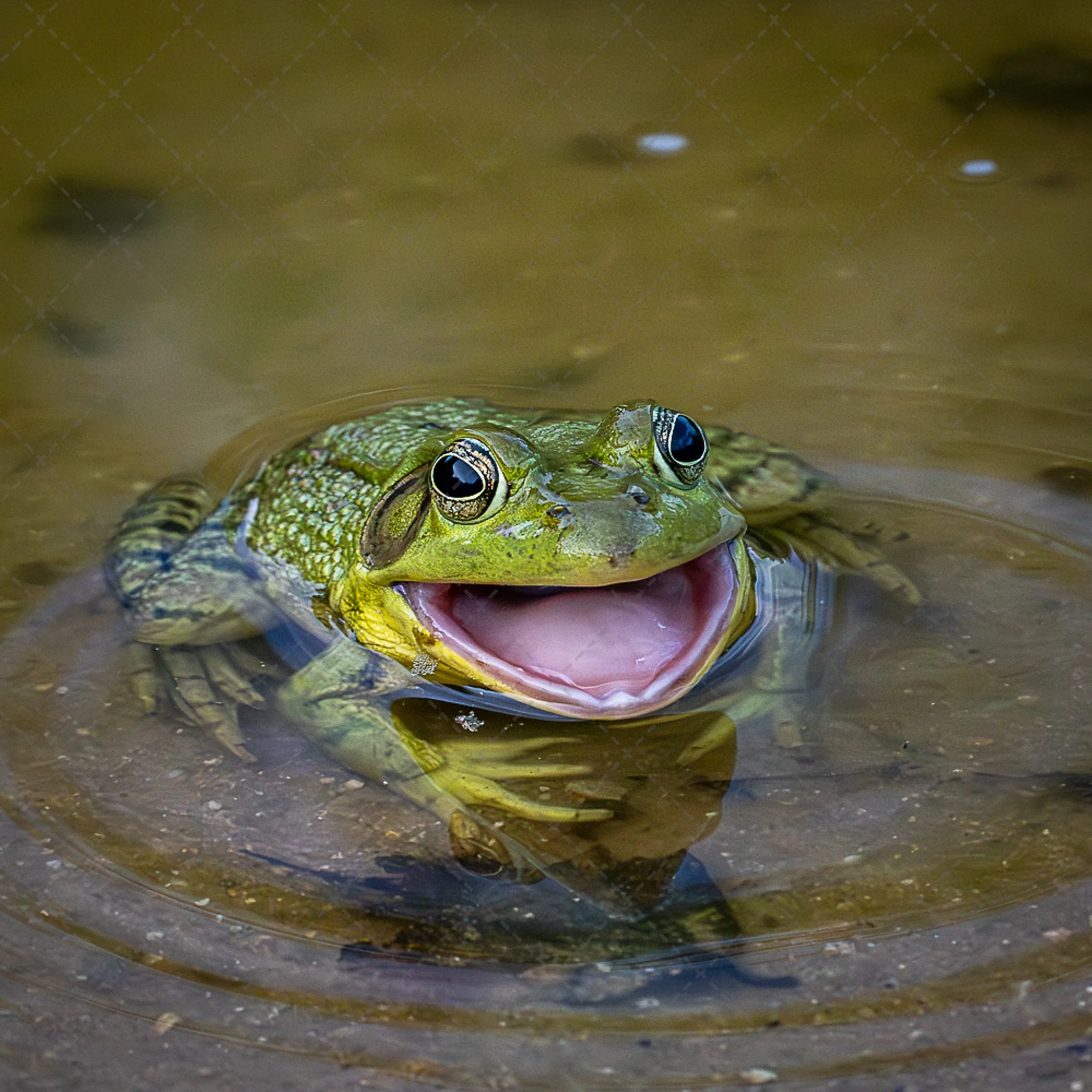 Jeremiah Smile 2~American Green frog.jpg