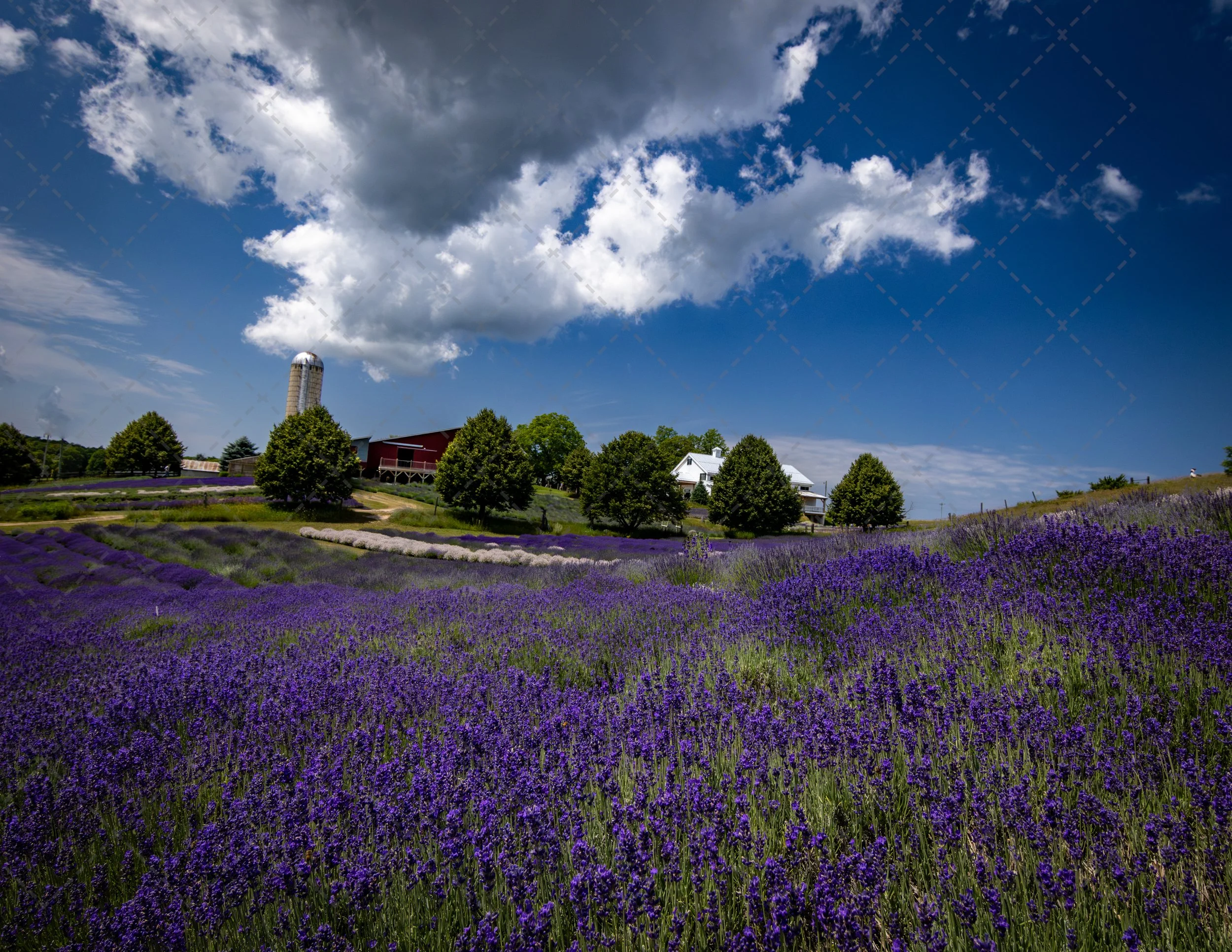 Lavendar Farm~Boyne City  (1 of 1).jpg