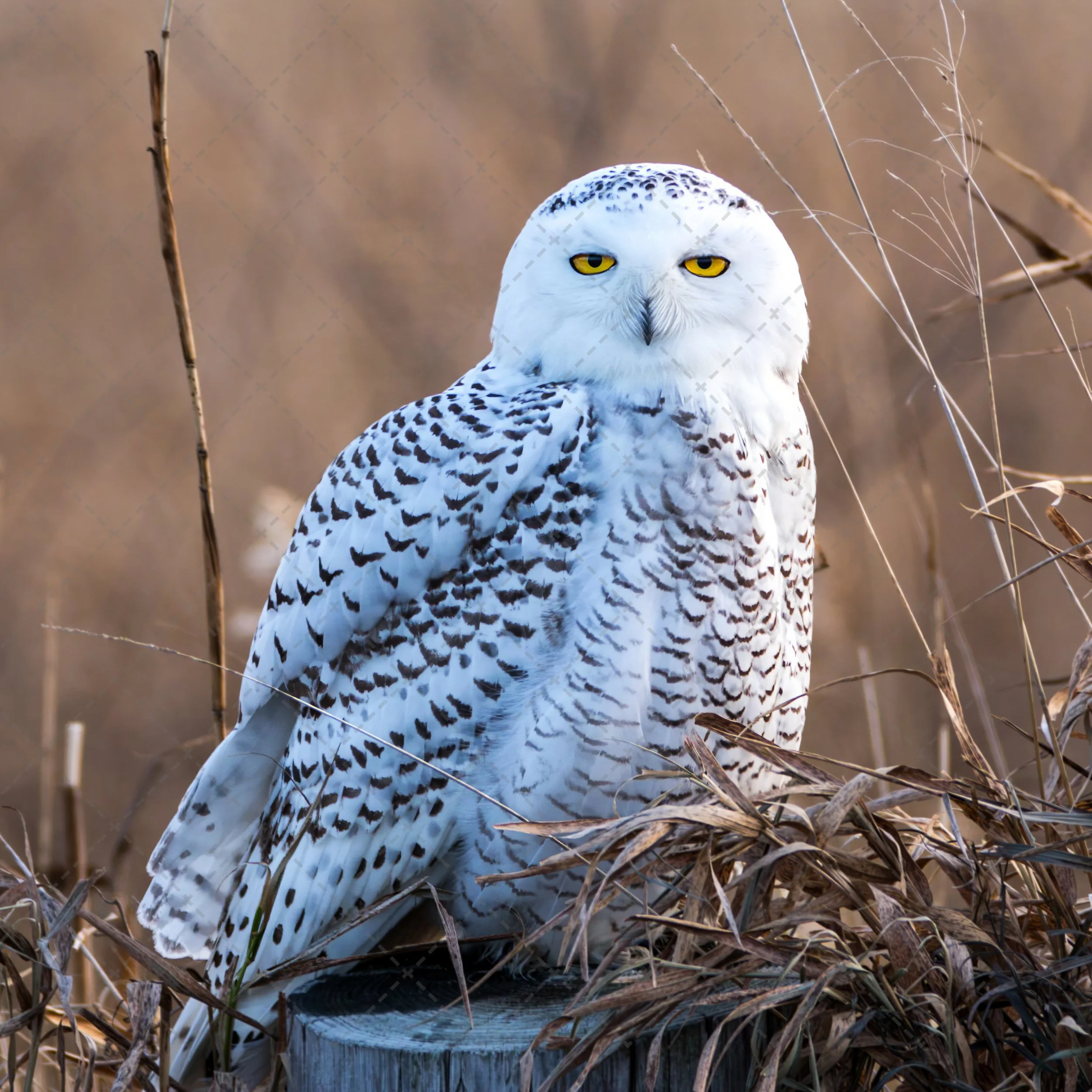 Owls~Snowy Female (1 of 1).jpg