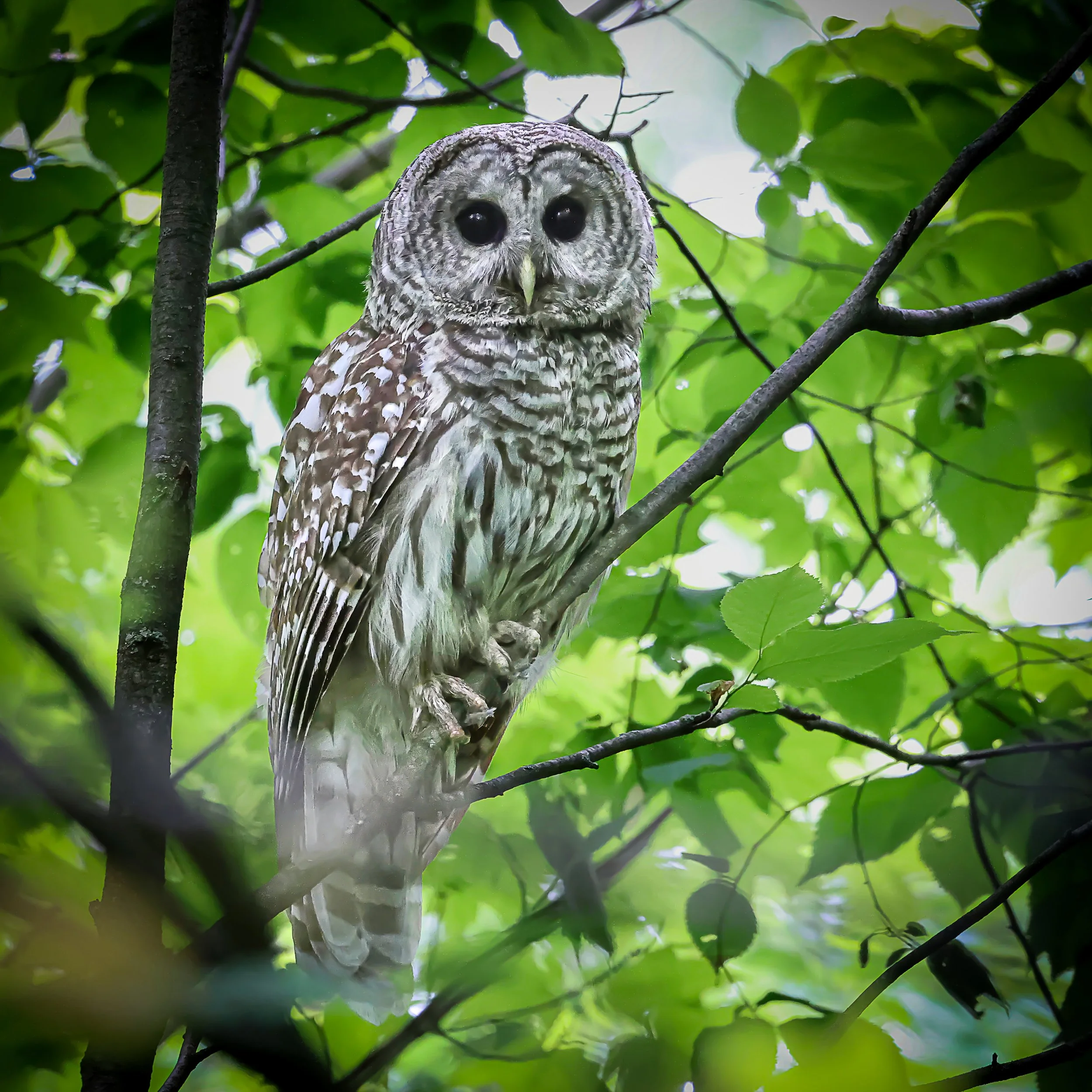 Barred Owl~2 (1 of 1).jpg