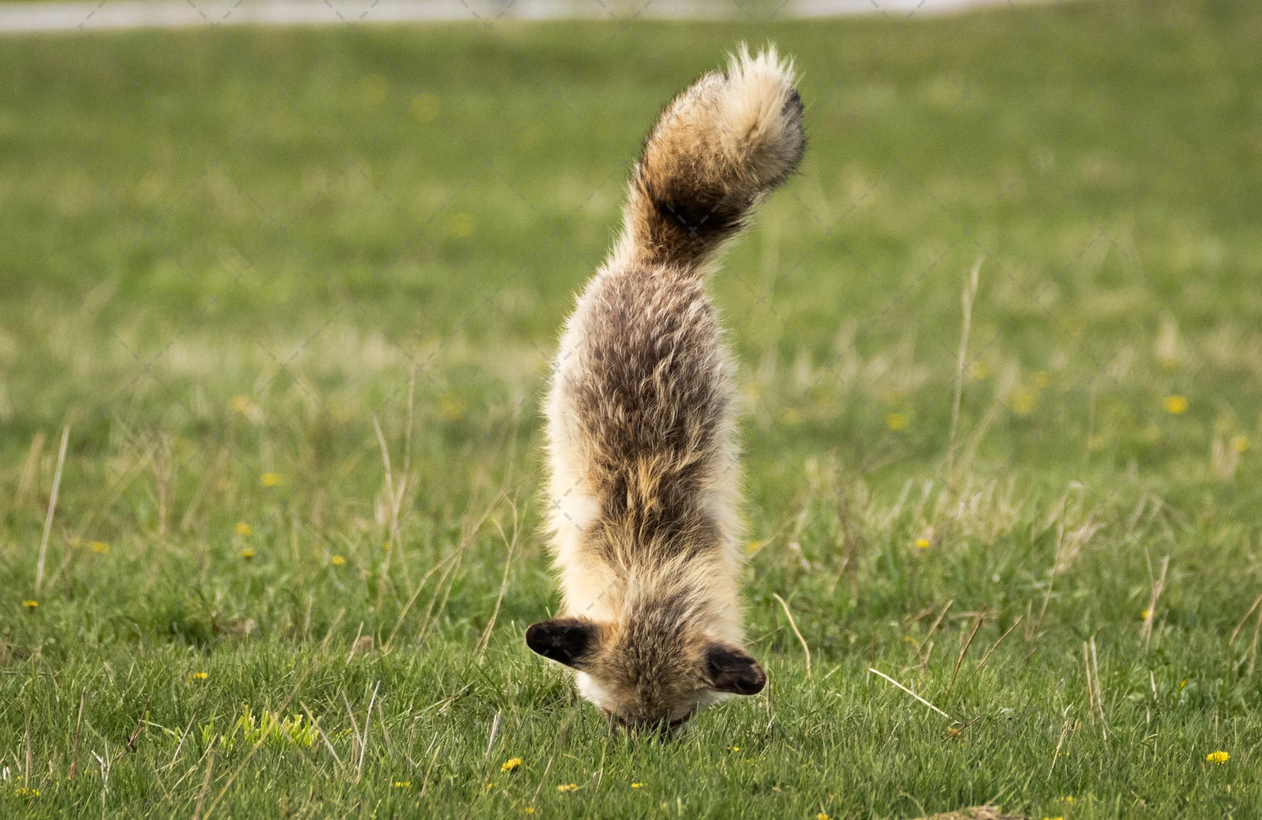Fox~Yellowstone & Grand Teton National Park  (1 of 1).jpg