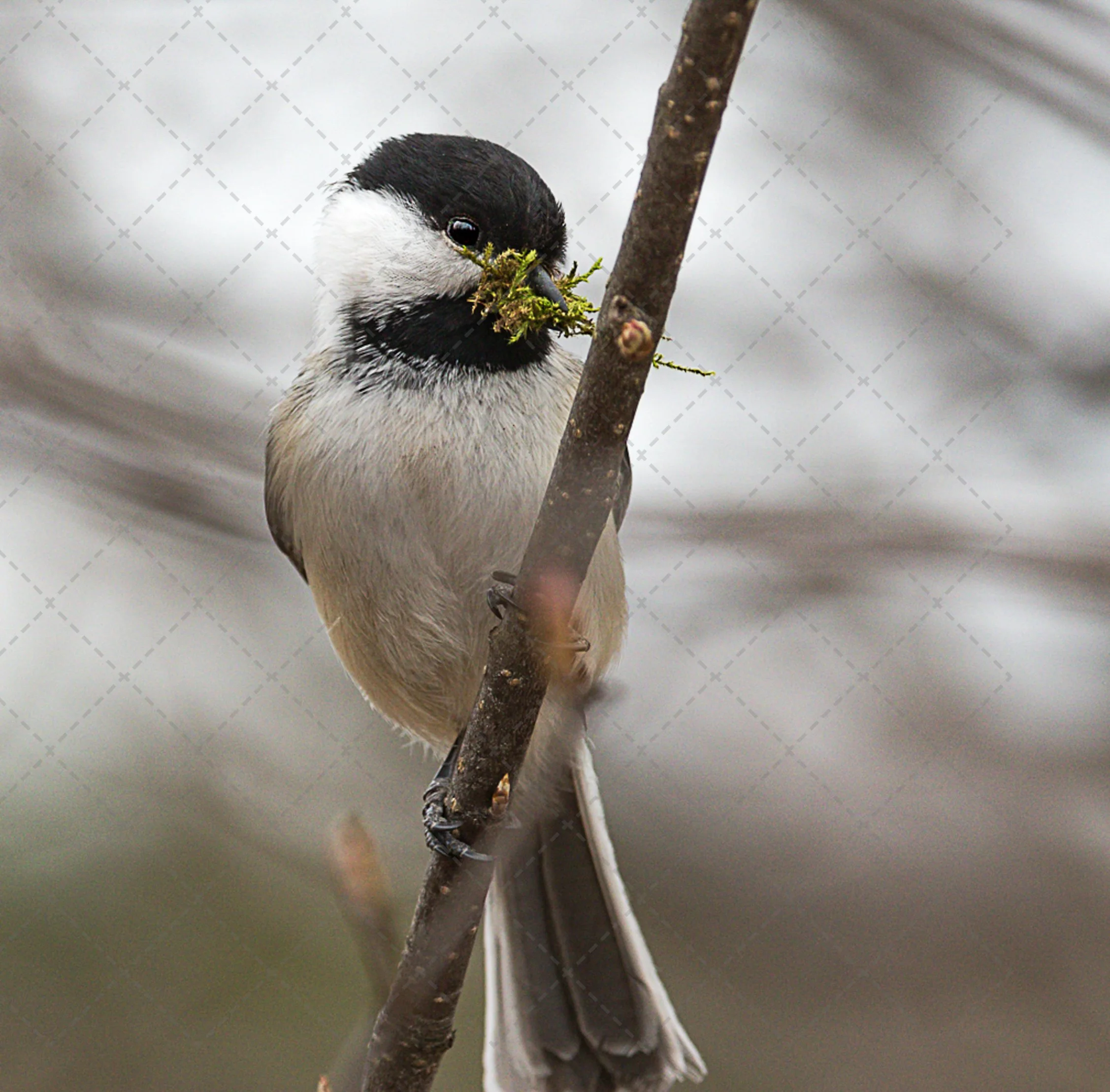 A bird clinging to a branch with moss in its beak, with a blurred background.