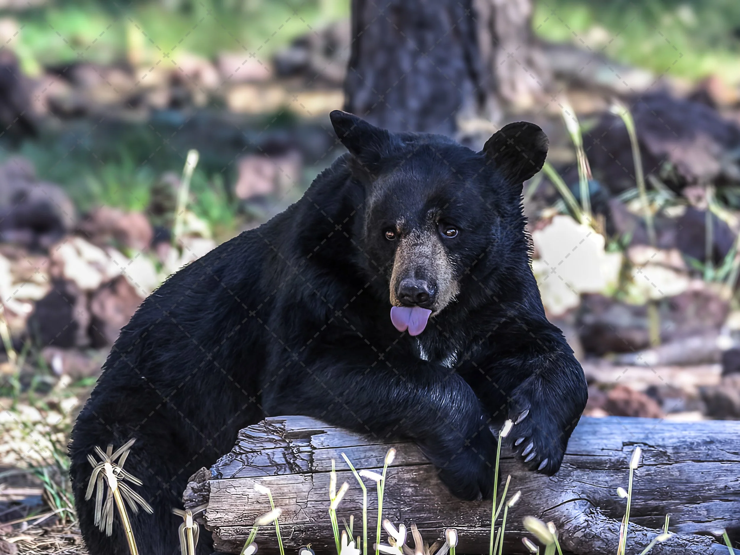Black Bear with Attitude.jpg